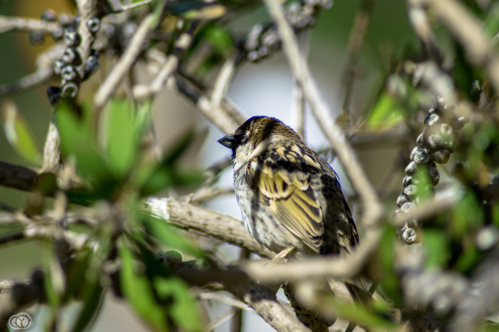 Nikon D5500 sample photo. Yellow bird photography
