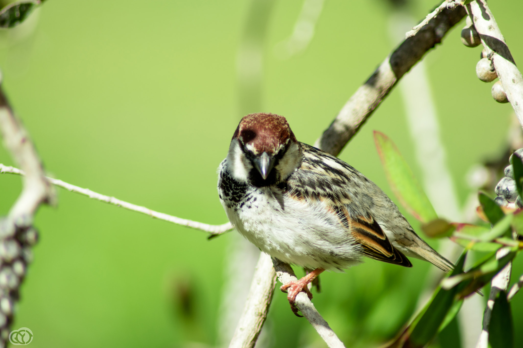 Nikon D5500 sample photo. Yellow bird photography
