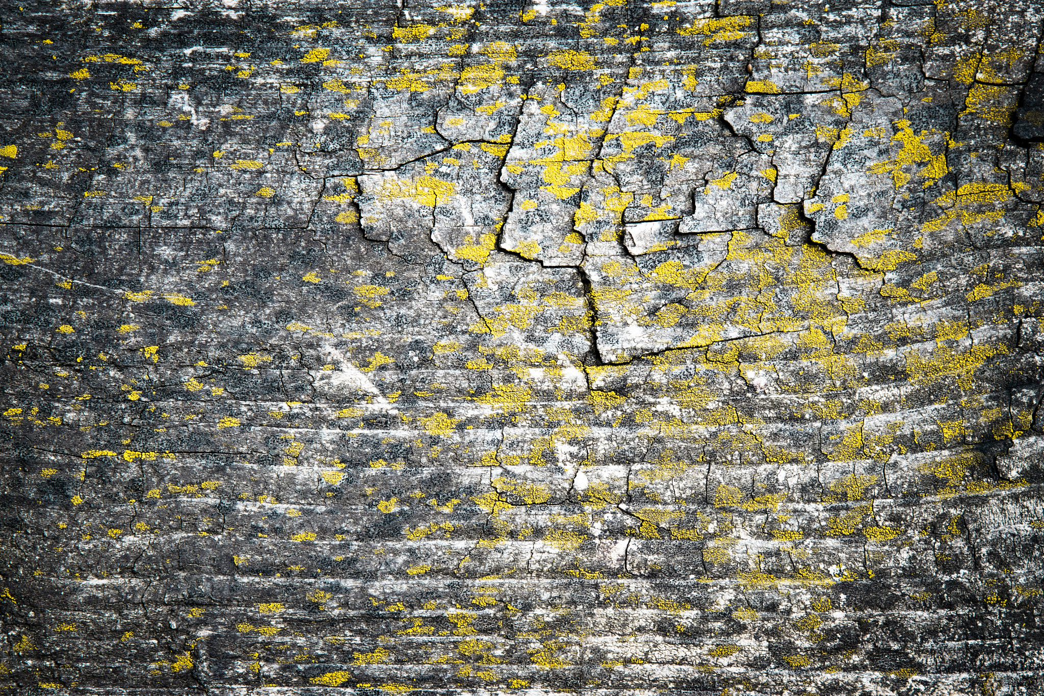 Nikon D5500 sample photo. Texture old wood covered with moss photography