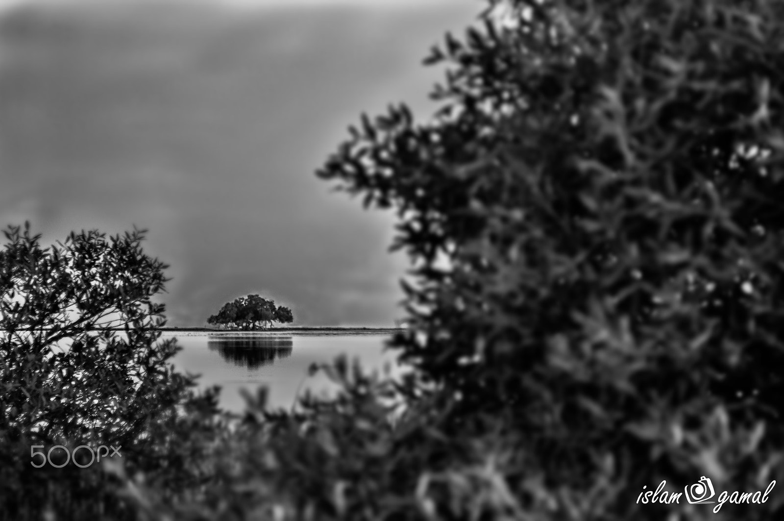 Nikon D5000 sample photo. Lonely tree photography