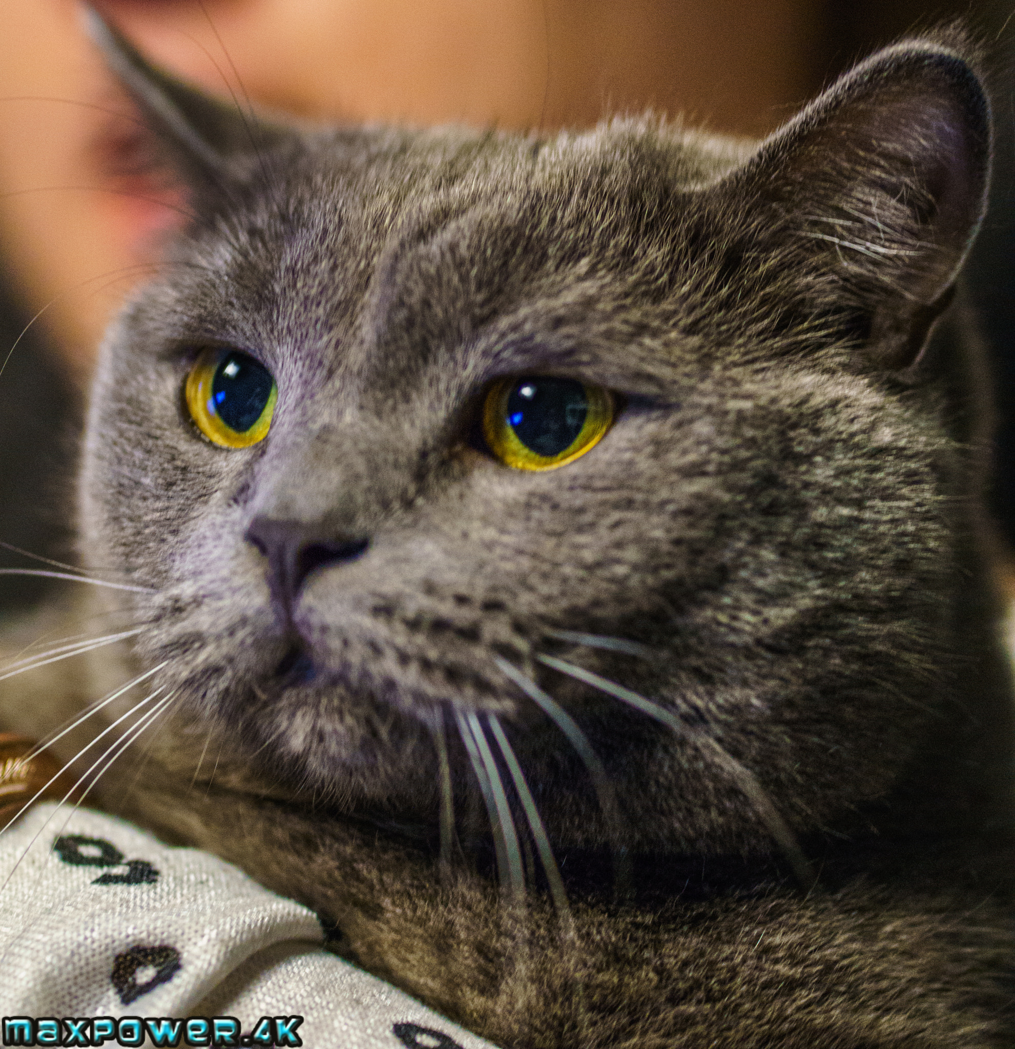 Sony FE 85mm F1.8 sample photo. Grumpy cat photography