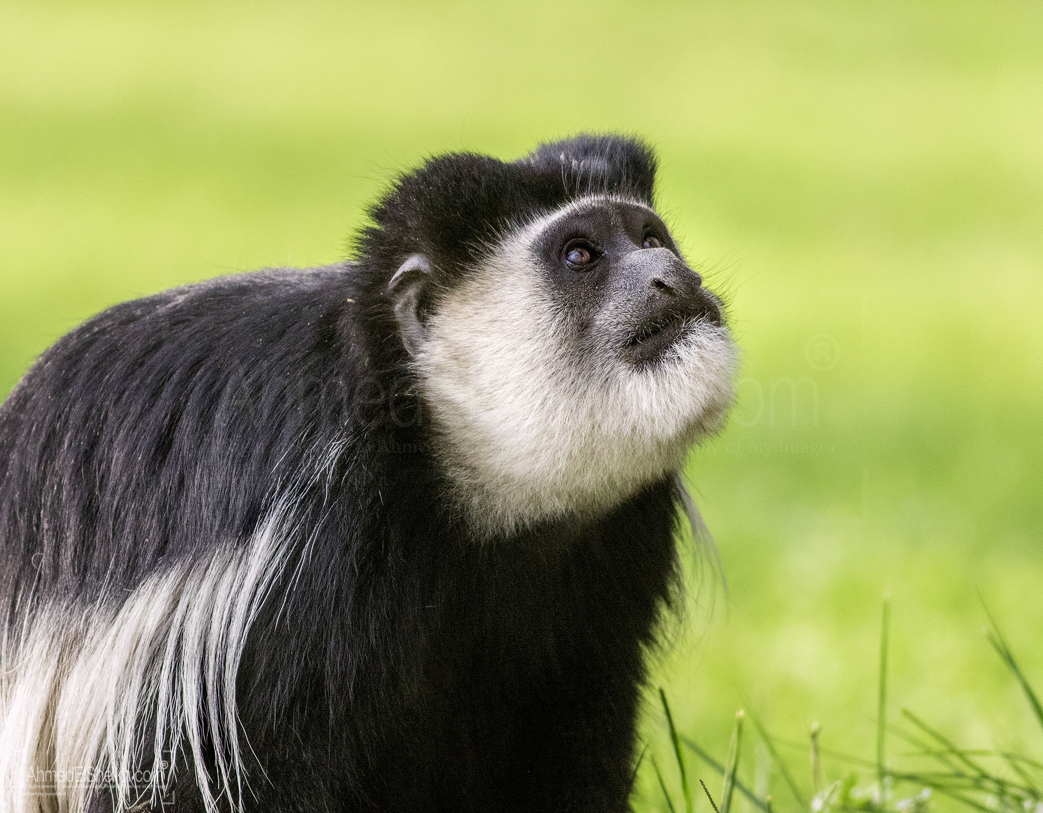 Canon EF 400mm F5.6L USM sample photo. Colobus photography