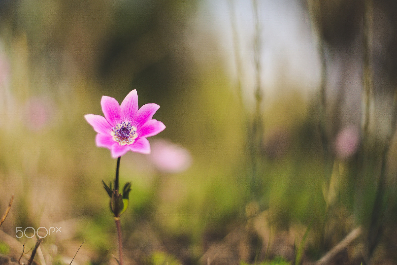 Nikon D610 + Nikon AF-S Nikkor 50mm F1.8G sample photo. Anemone v. photography