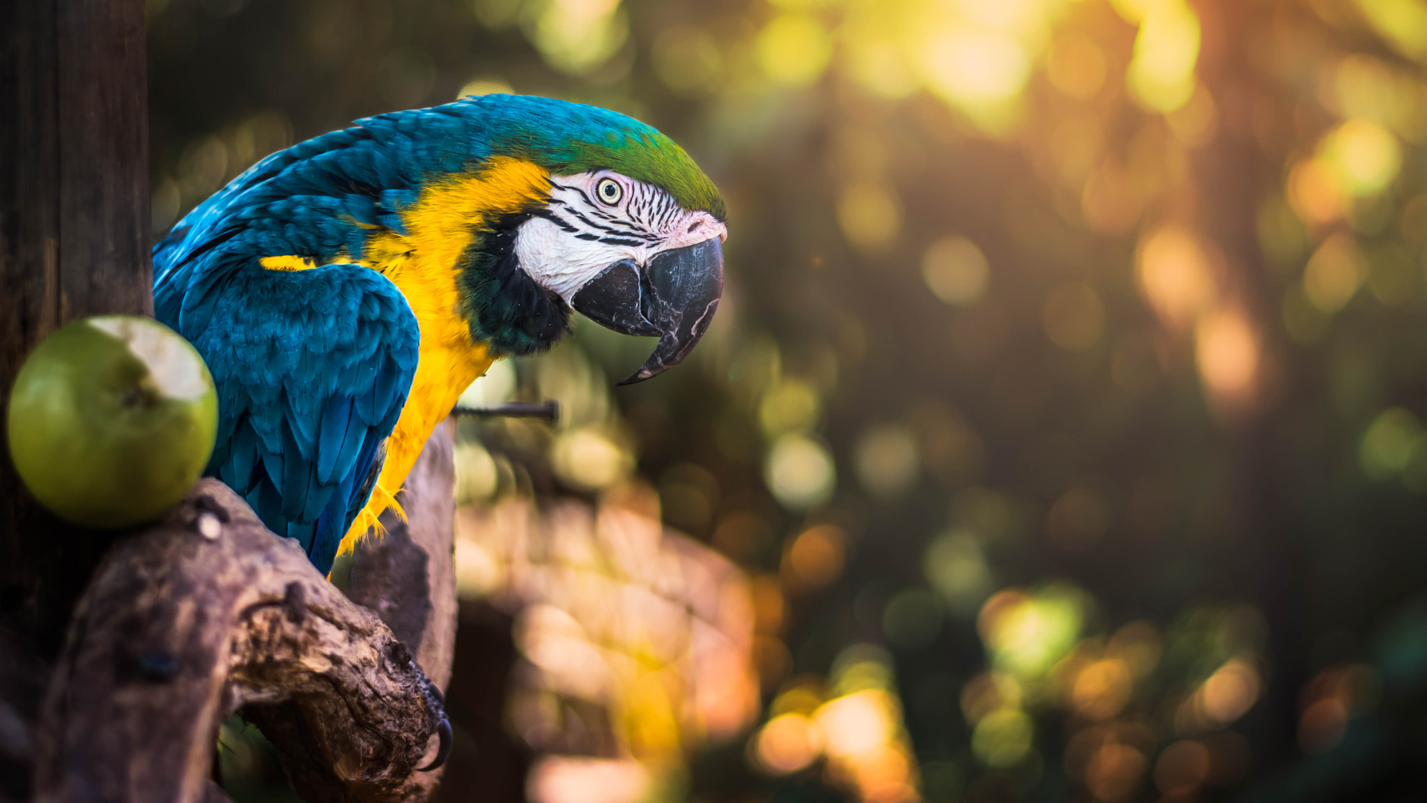 Nikon D5500 + Nikon AF-S Nikkor 50mm F1.8G sample photo. Sun parrot photography