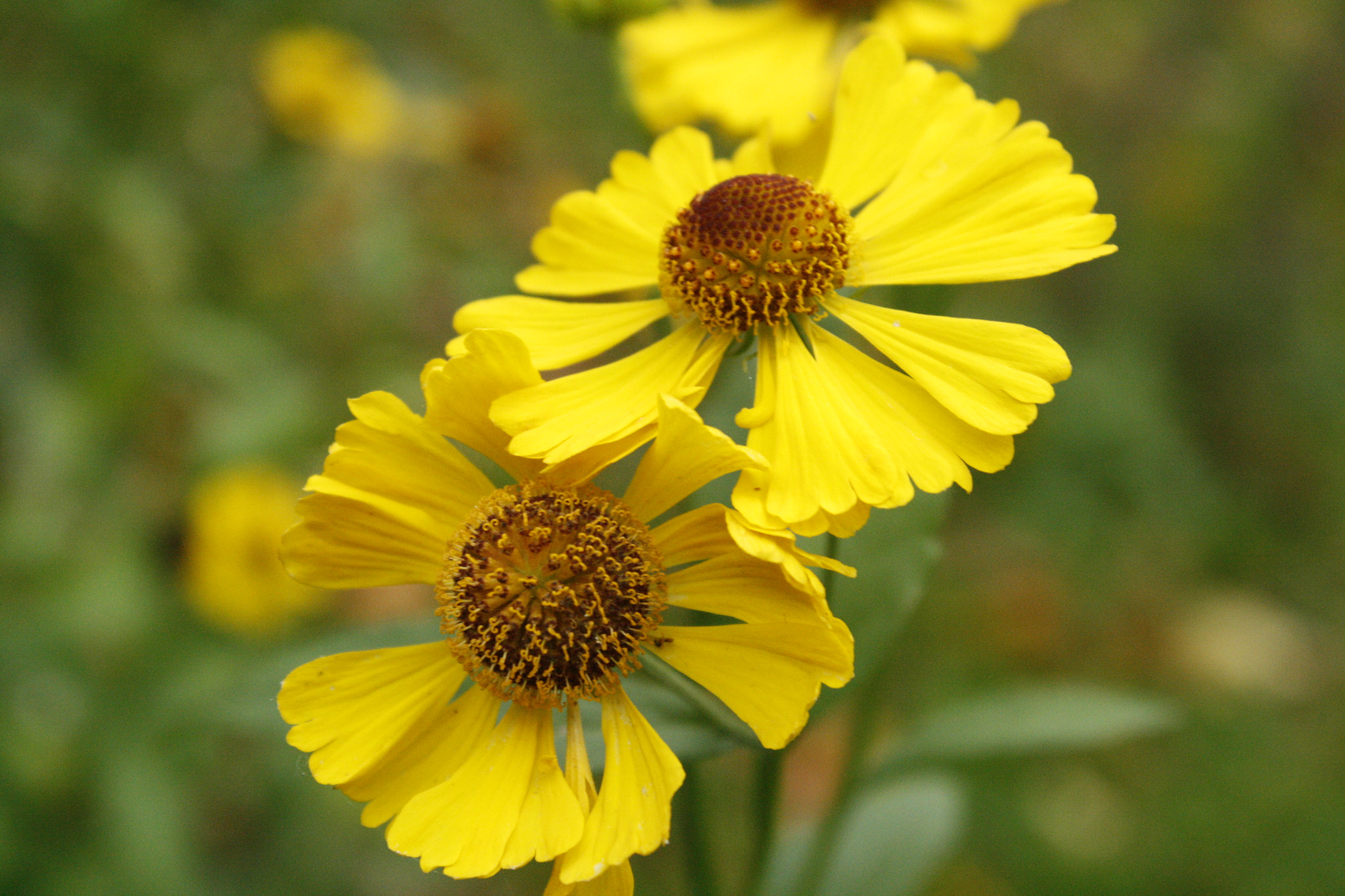 Canon EF-S 18-55mm F3.5-5.6 IS sample photo. Flowers photography