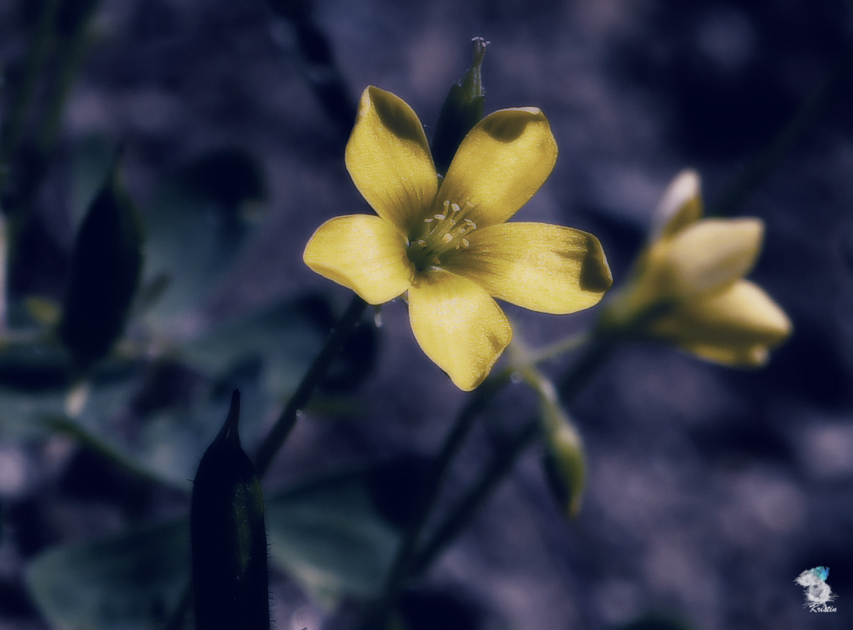 Sony E 18-55mm F3.5-5.6 OSS sample photo. Miniature beauty photography