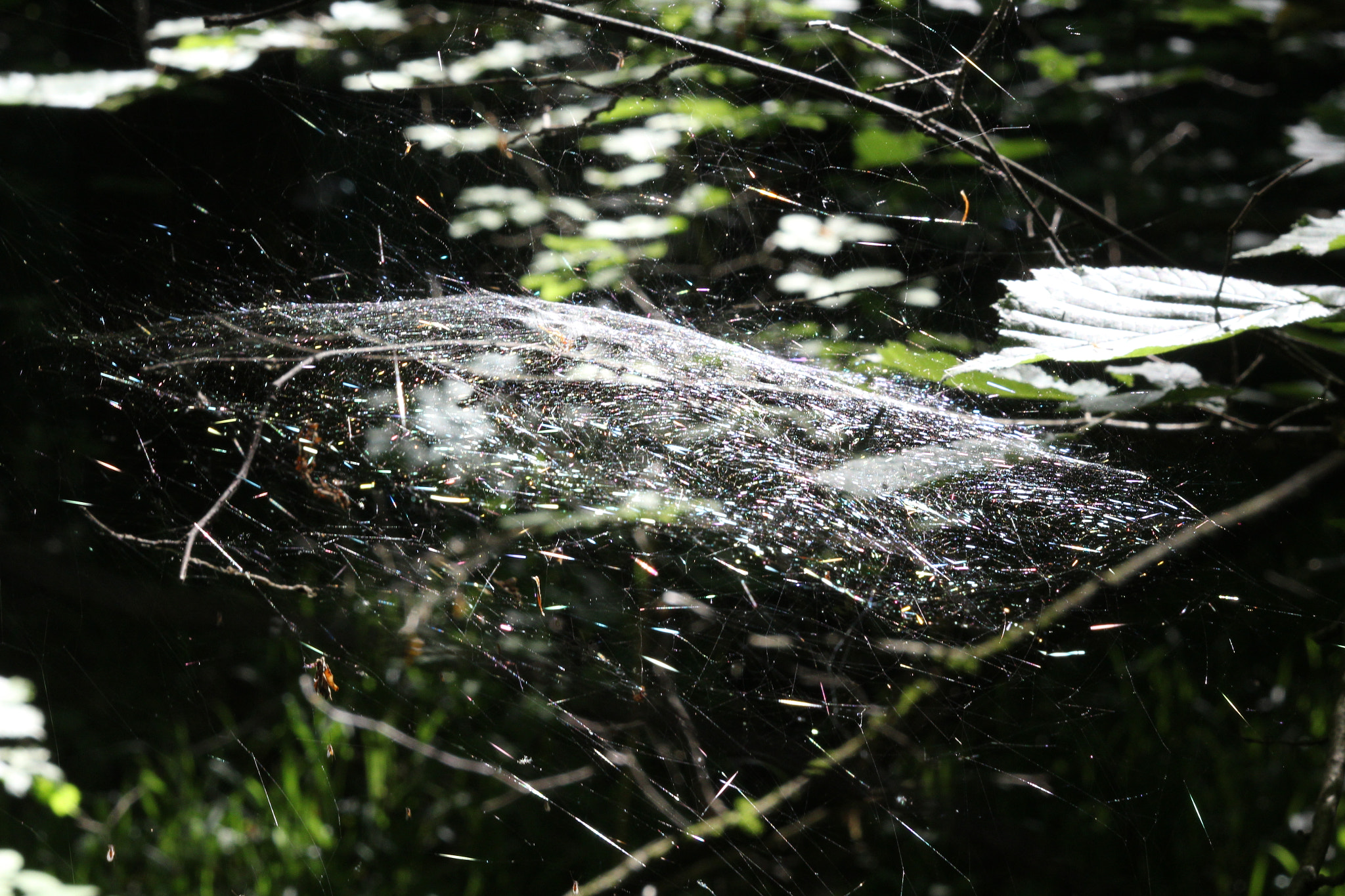 Canon EF 35-80mm f/4-5.6 sample photo. Canon 1200d + industar 61 l/z photography