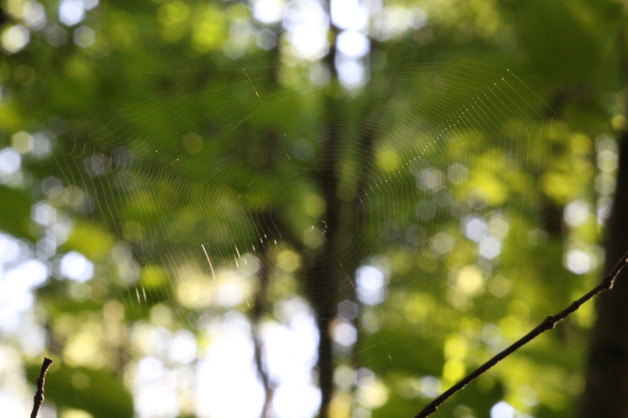 Canon EF 35-80mm f/4-5.6 sample photo. Canon 1200d + industar 61 l/z photography