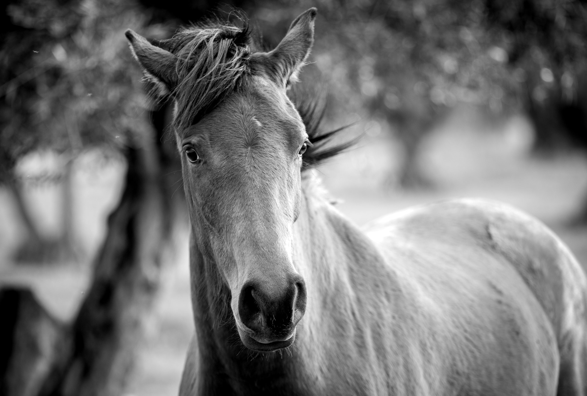 Nikon D500 + Tamron SP 70-200mm F2.8 Di VC USD sample photo. Horse! photography