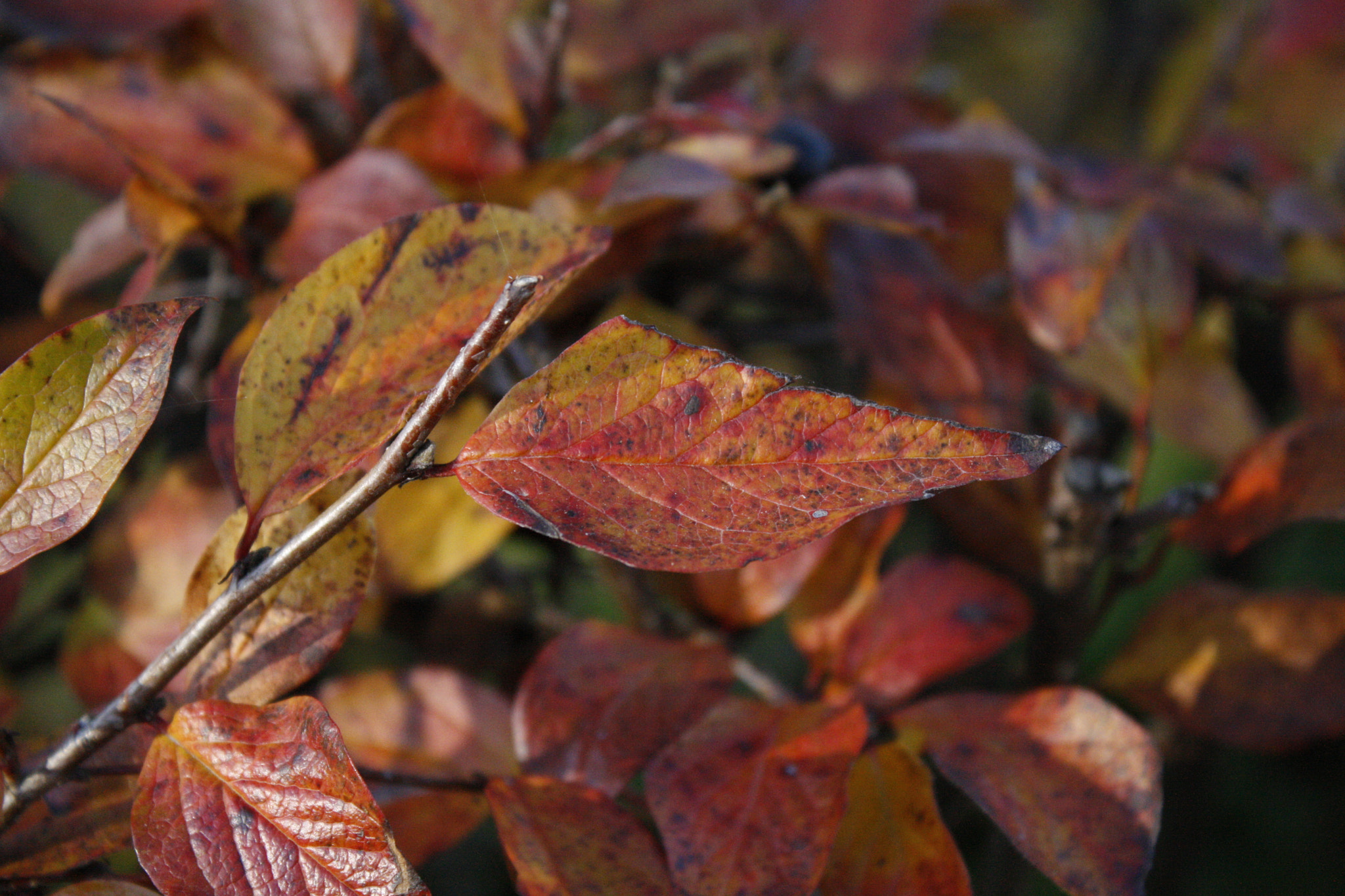 Canon EF-S 18-55mm F3.5-5.6 IS sample photo. Autumn photography