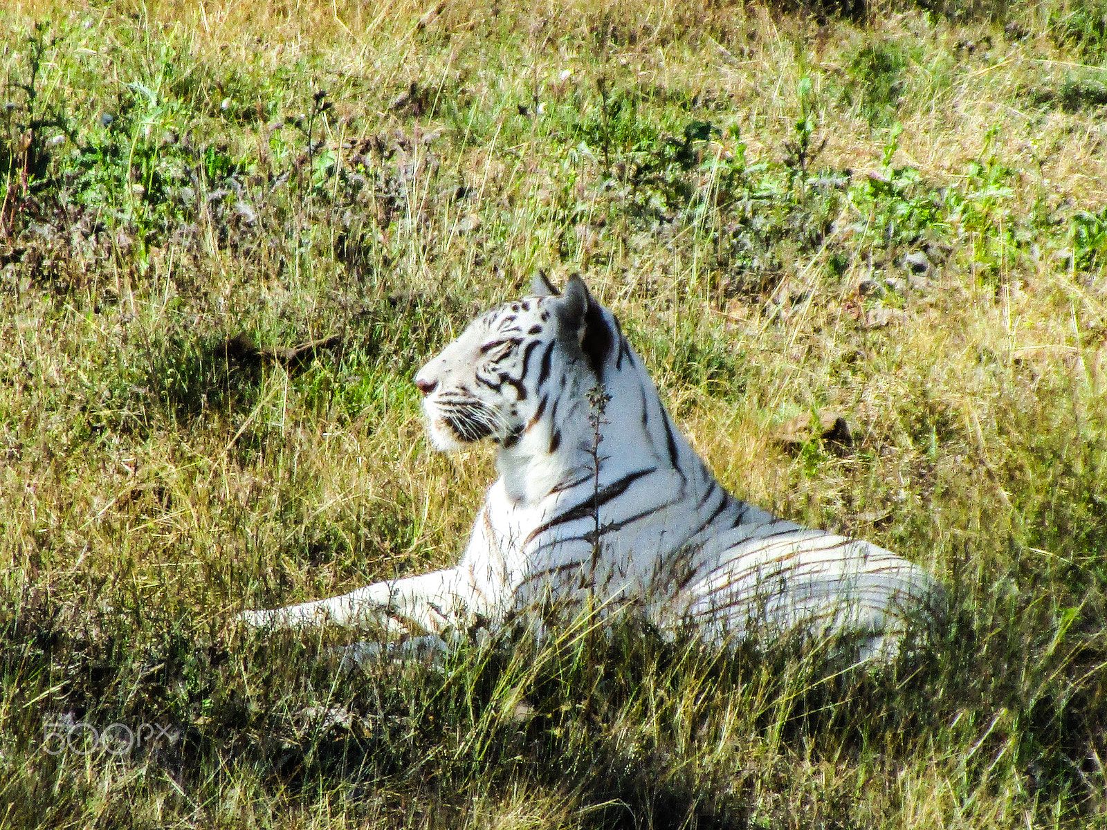 Canon IXUS 190 sample photo. Indian white bengal tiger sitting photography