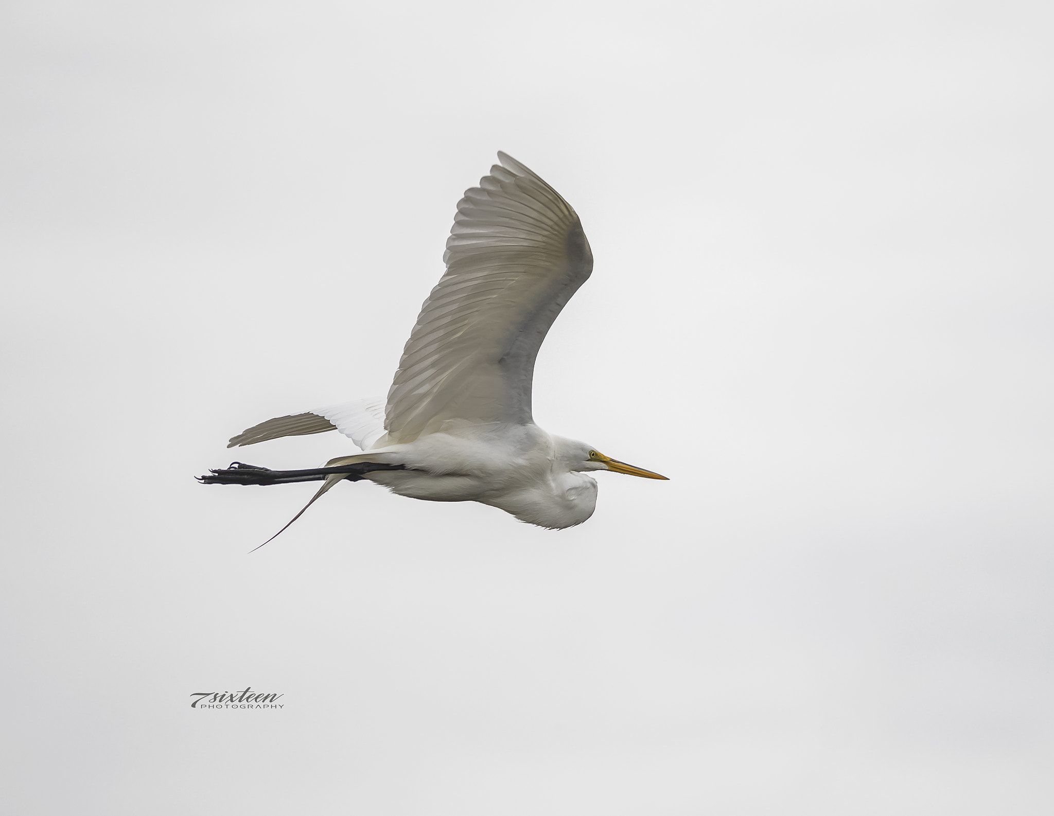 Nikon D500 + Nikon AF-S Nikkor 300mm F4D ED-IF sample photo. Great egret photography