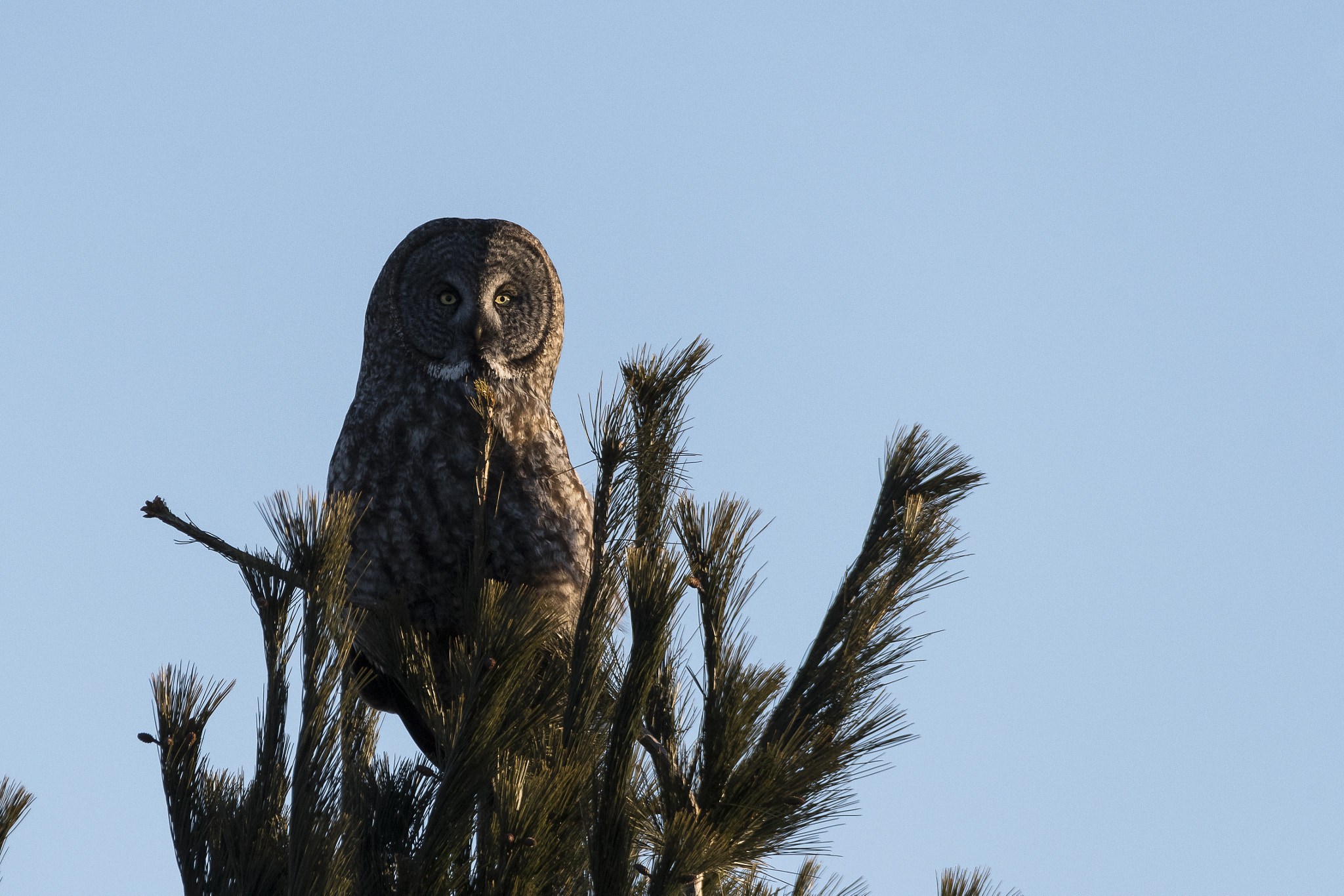 Sigma 150-600mm F5-6.3 DG OS HSM | C sample photo