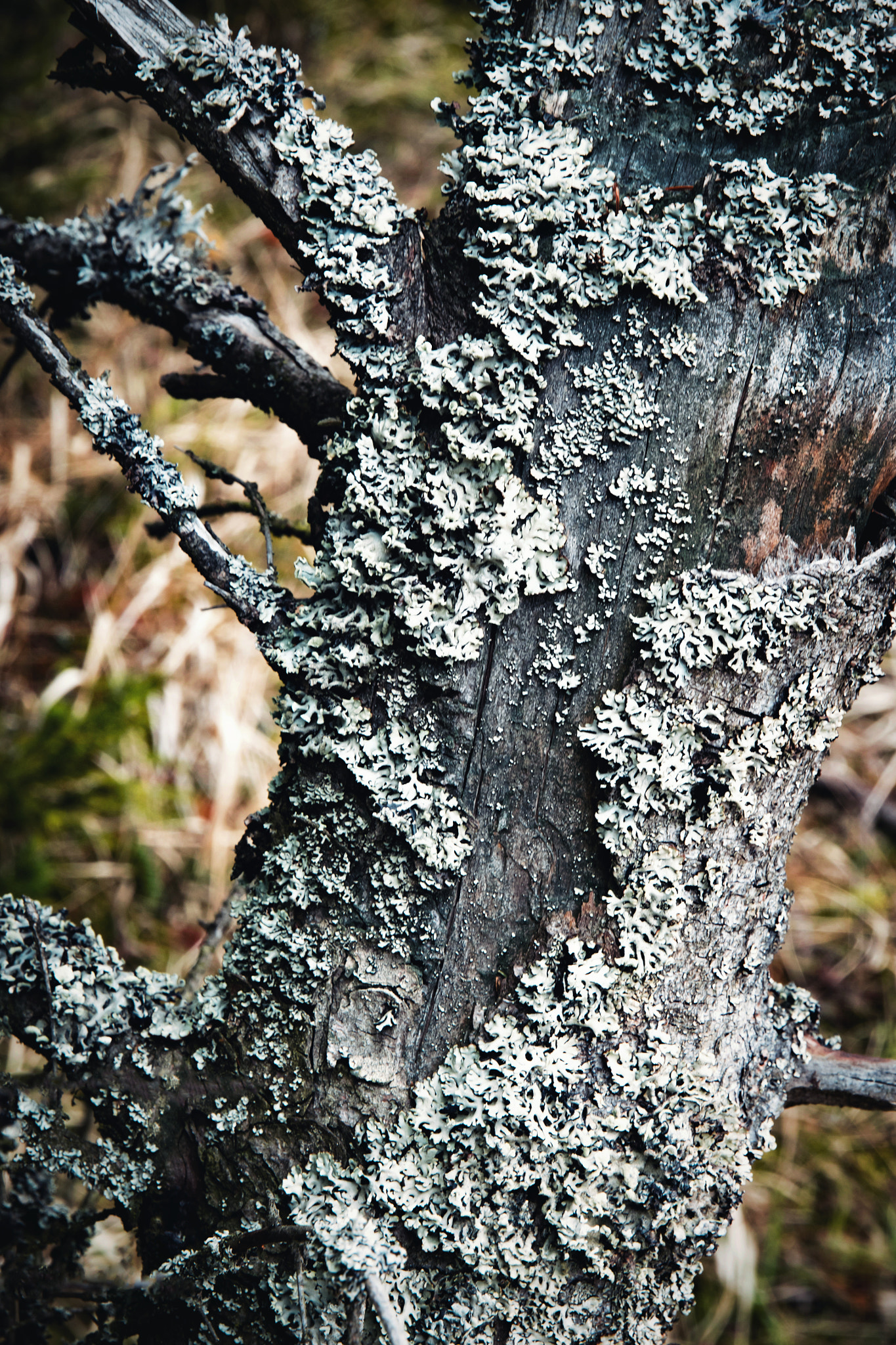 Nikon D5500 sample photo. Old tree trunk covered with moss photography