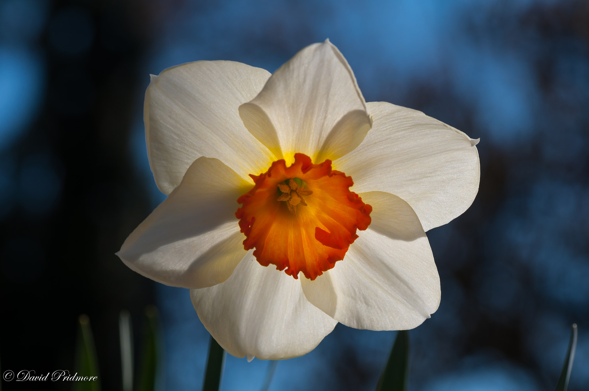 Nikon D90 sample photo. Daffodil photography
