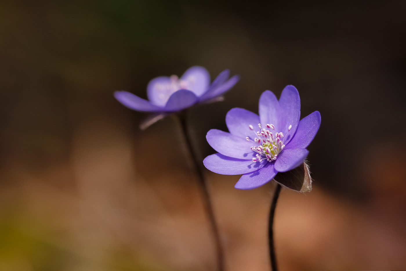 Canon EF 100mm F2.8L Macro IS USM sample photo. Hepatica nobilis photography
