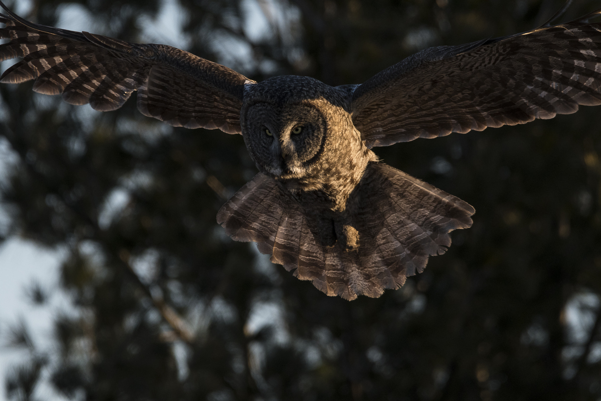 Sigma 150-600mm F5-6.3 DG OS HSM | C sample photo. Untitled photography