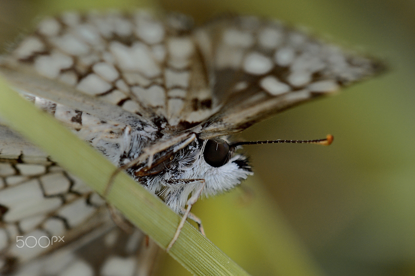 Nikon D7100 + Sigma 150mm F2.8 EX DG Macro HSM sample photo. Mariposa -moth in the garden photography
