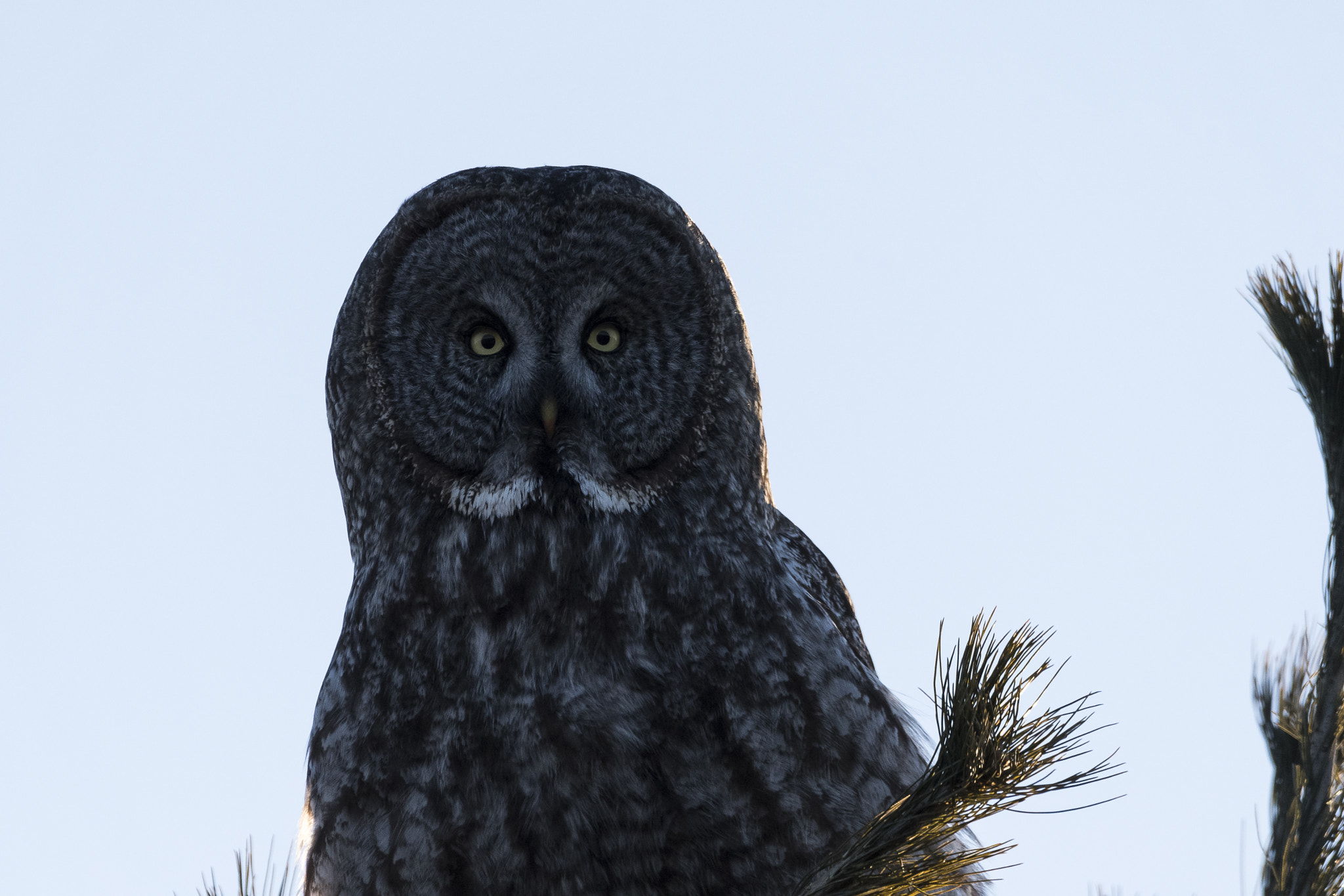 Sigma 150-600mm F5-6.3 DG OS HSM | C sample photo. Untitled photography