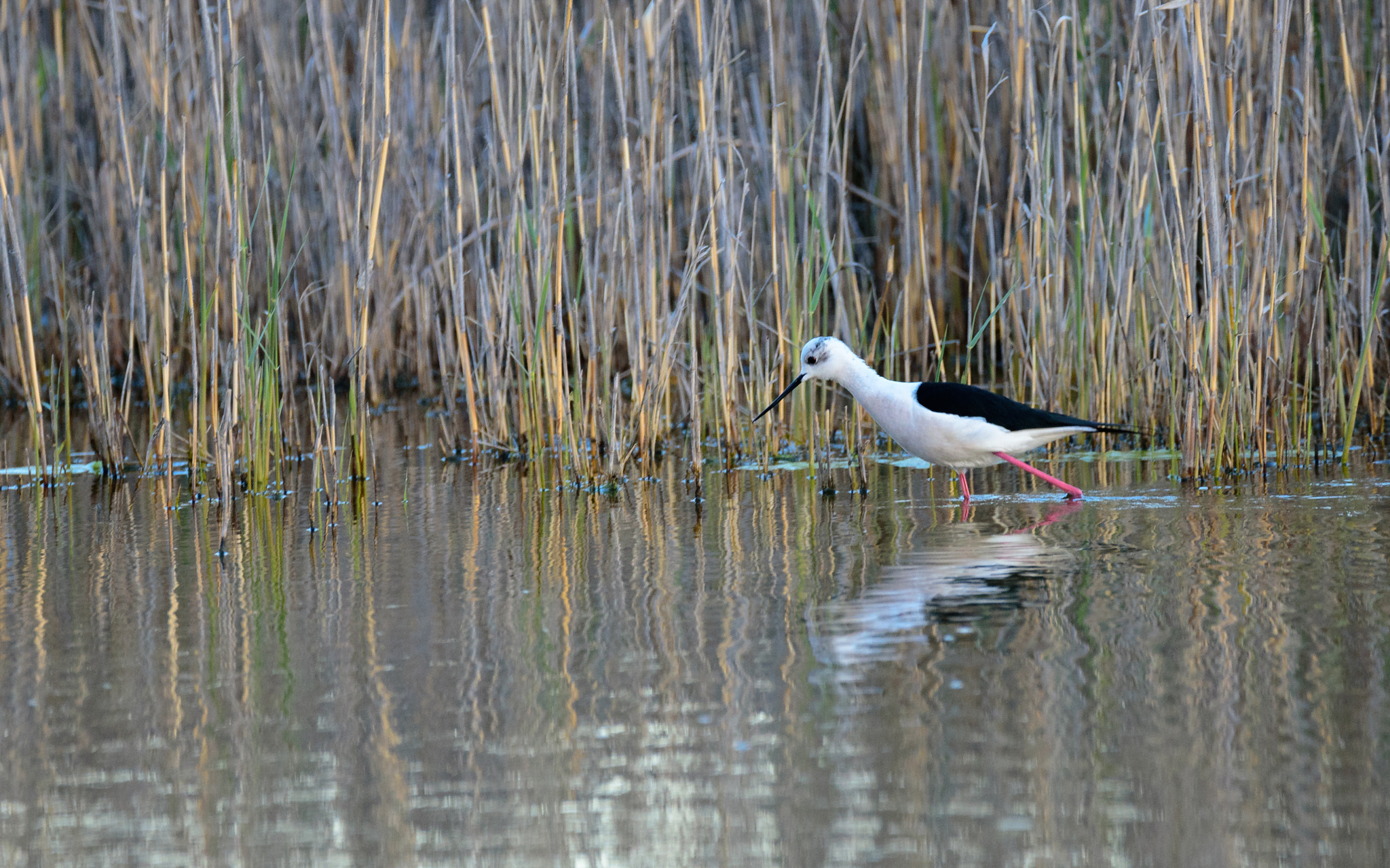 Nikon D750 sample photo. Common stilt eating in the lagoon photography