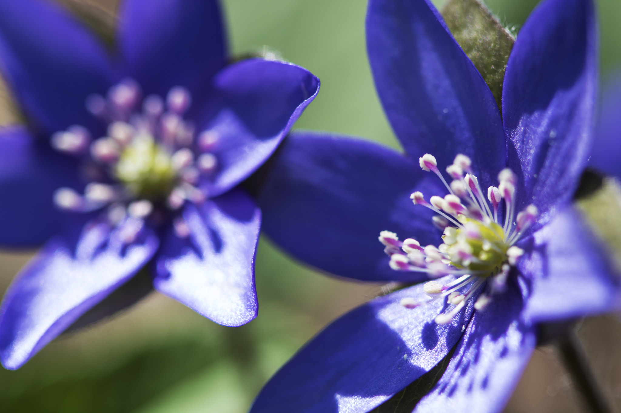 Canon EF 100mm F2.8 Macro USM sample photo. Flower macro photography