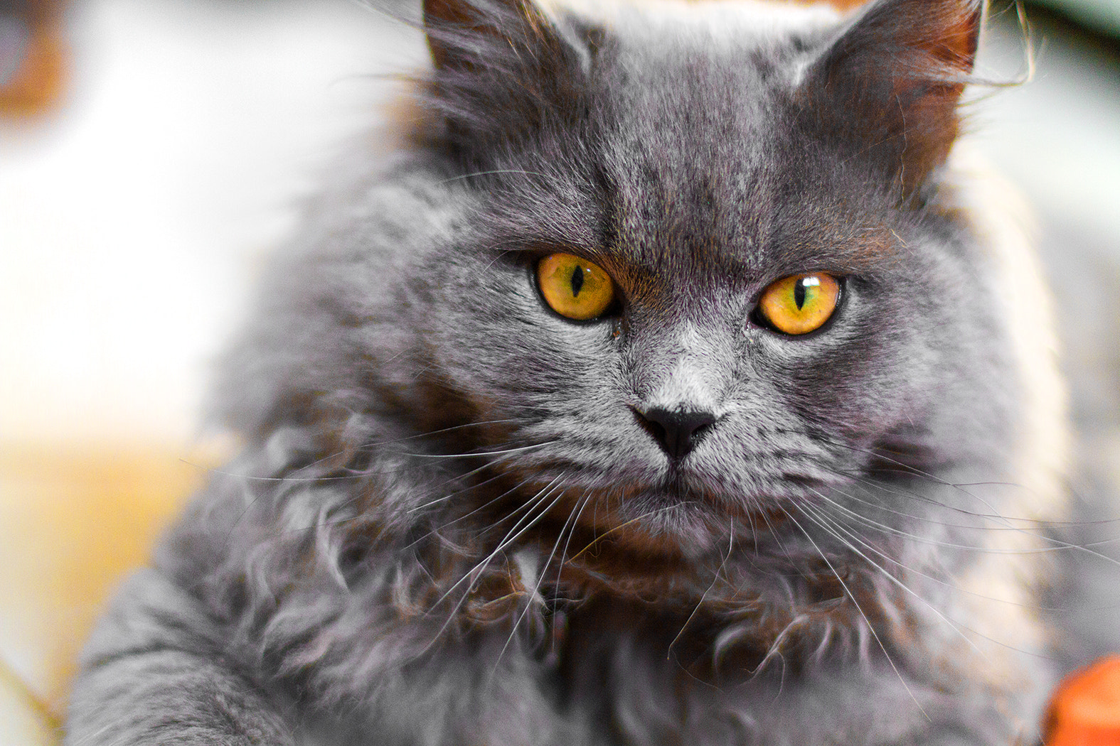 Canon EOS 7D + Canon EF 50mm F1.4 USM sample photo. Eyes of merlin photography