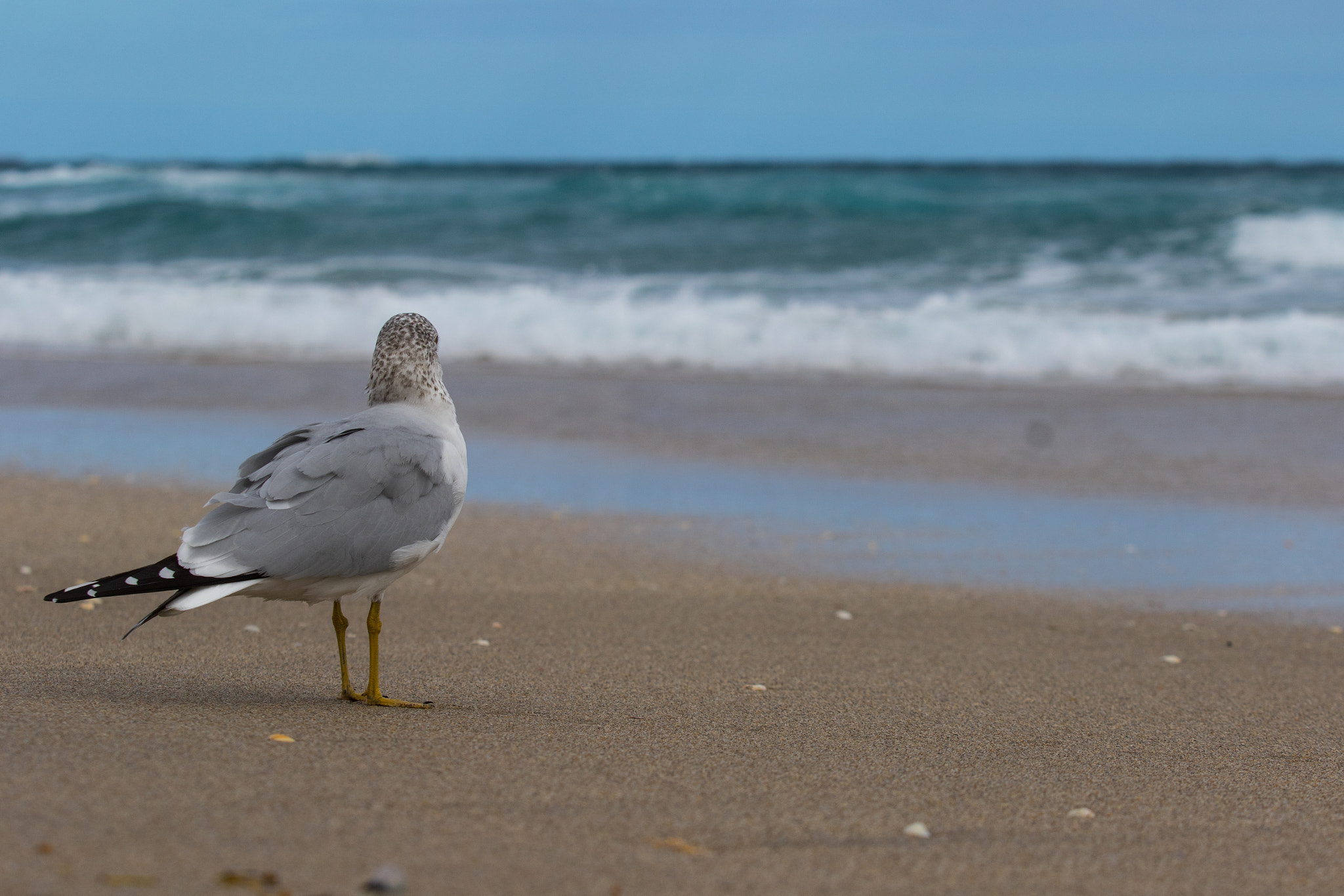 Canon EF 70-200mm F2.8L USM sample photo. Seagull ocean photography