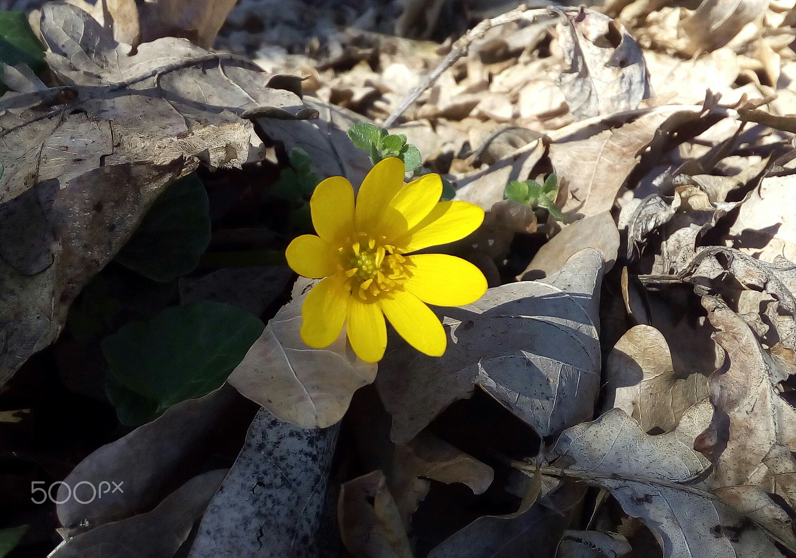 ASUS Zenfone Go (ASUS_Z00VD) sample photo. Spring photography