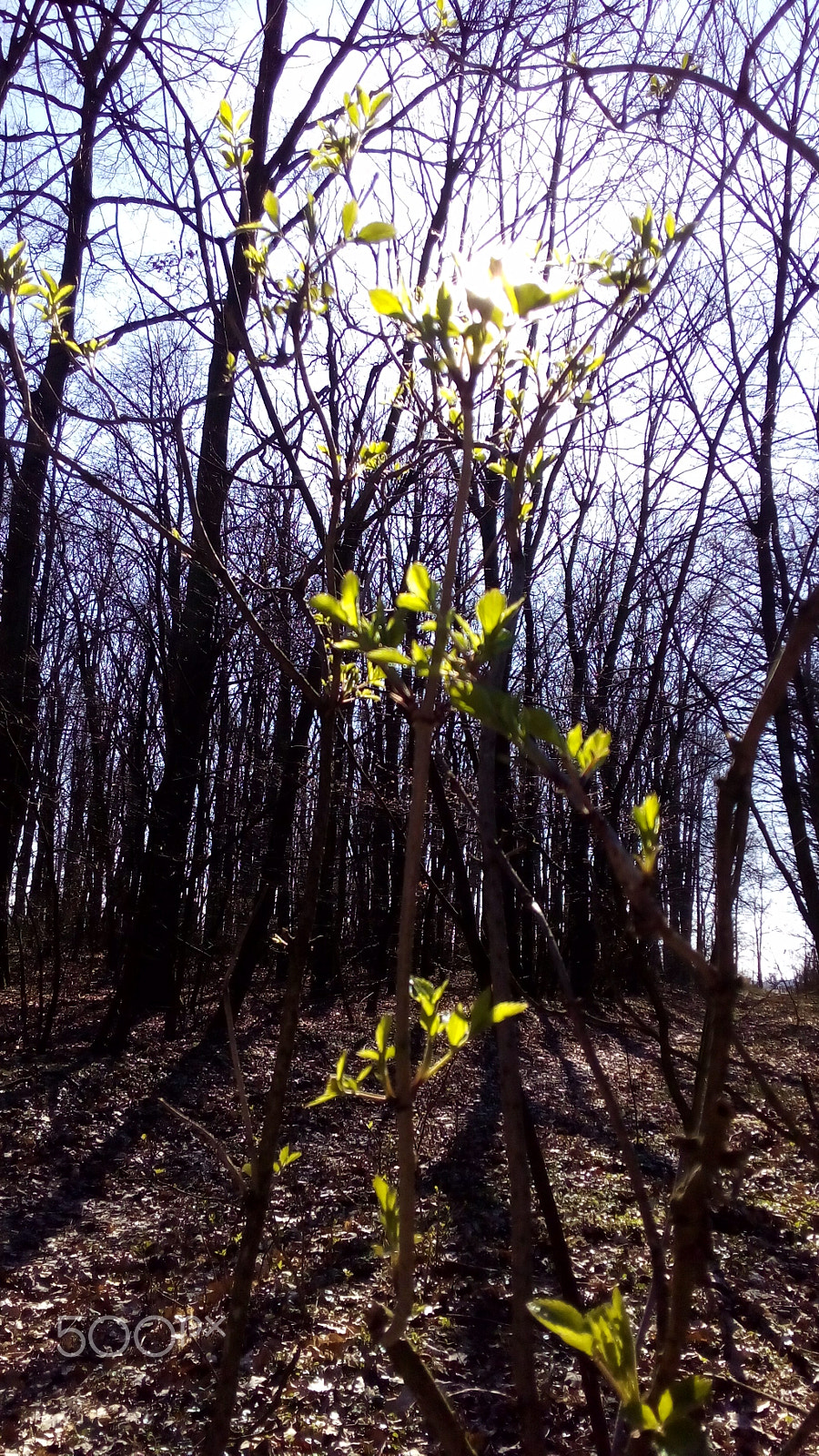 ASUS Zenfone Go (ASUS_Z00VD) sample photo. True colors photography