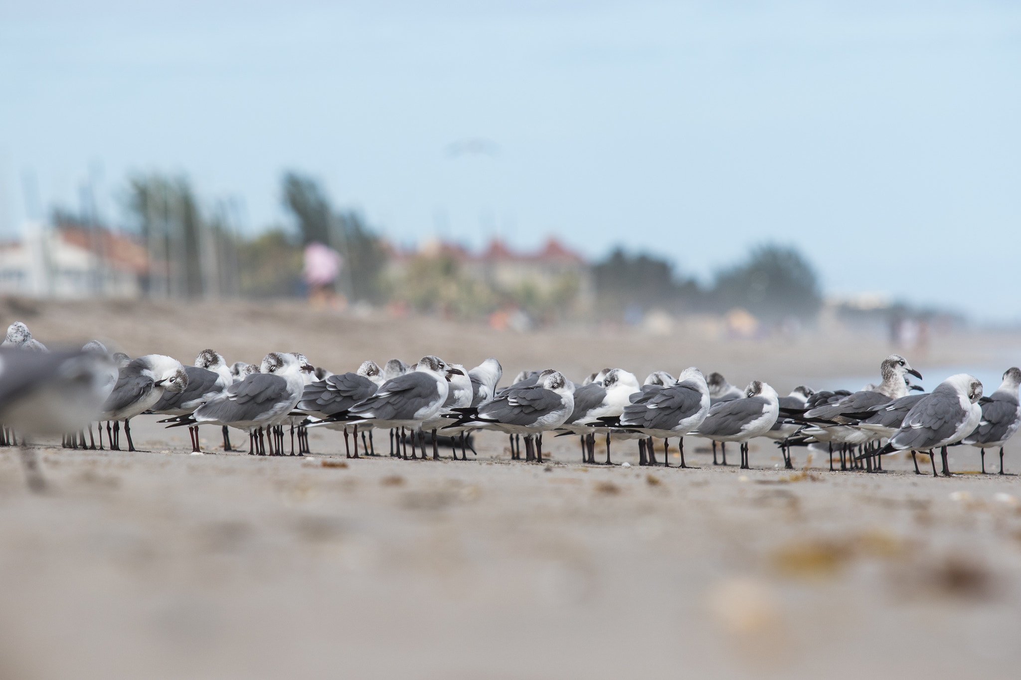 Canon EOS 7D Mark II sample photo. Flock of seagulls photography
