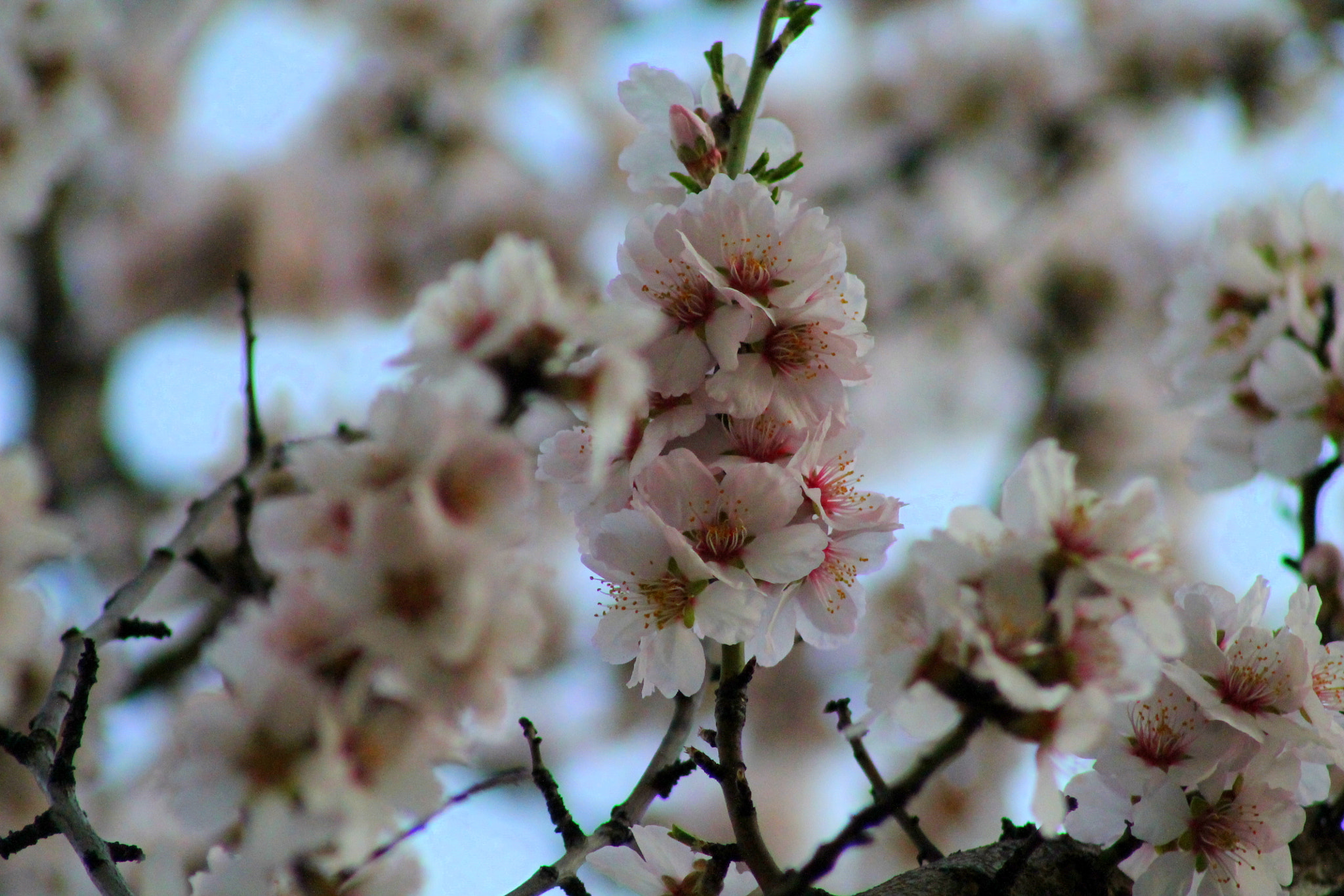 Canon EOS 1100D (EOS Rebel T3 / EOS Kiss X50) + EF75-300mm f/4-5.6 sample photo. Almond photography