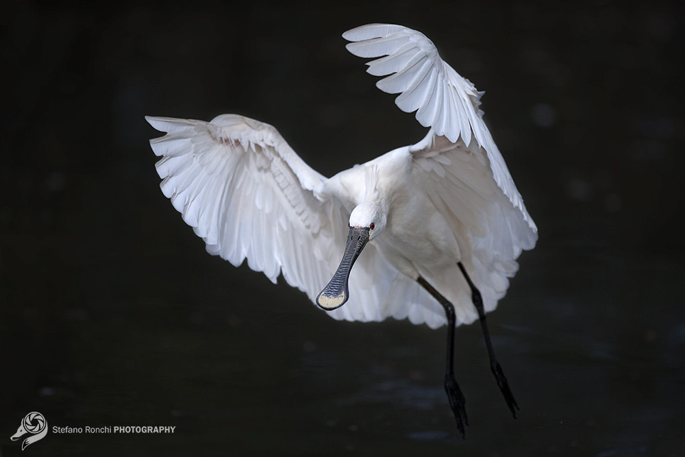 Canon EF 300mm F2.8L IS USM sample photo. Glide photography