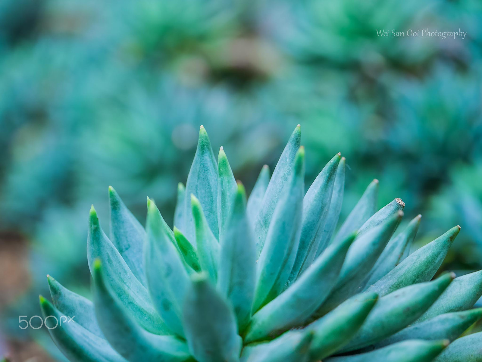 Panasonic Lumix DMC-GX7 sample photo. Succulent plant 06 photography
