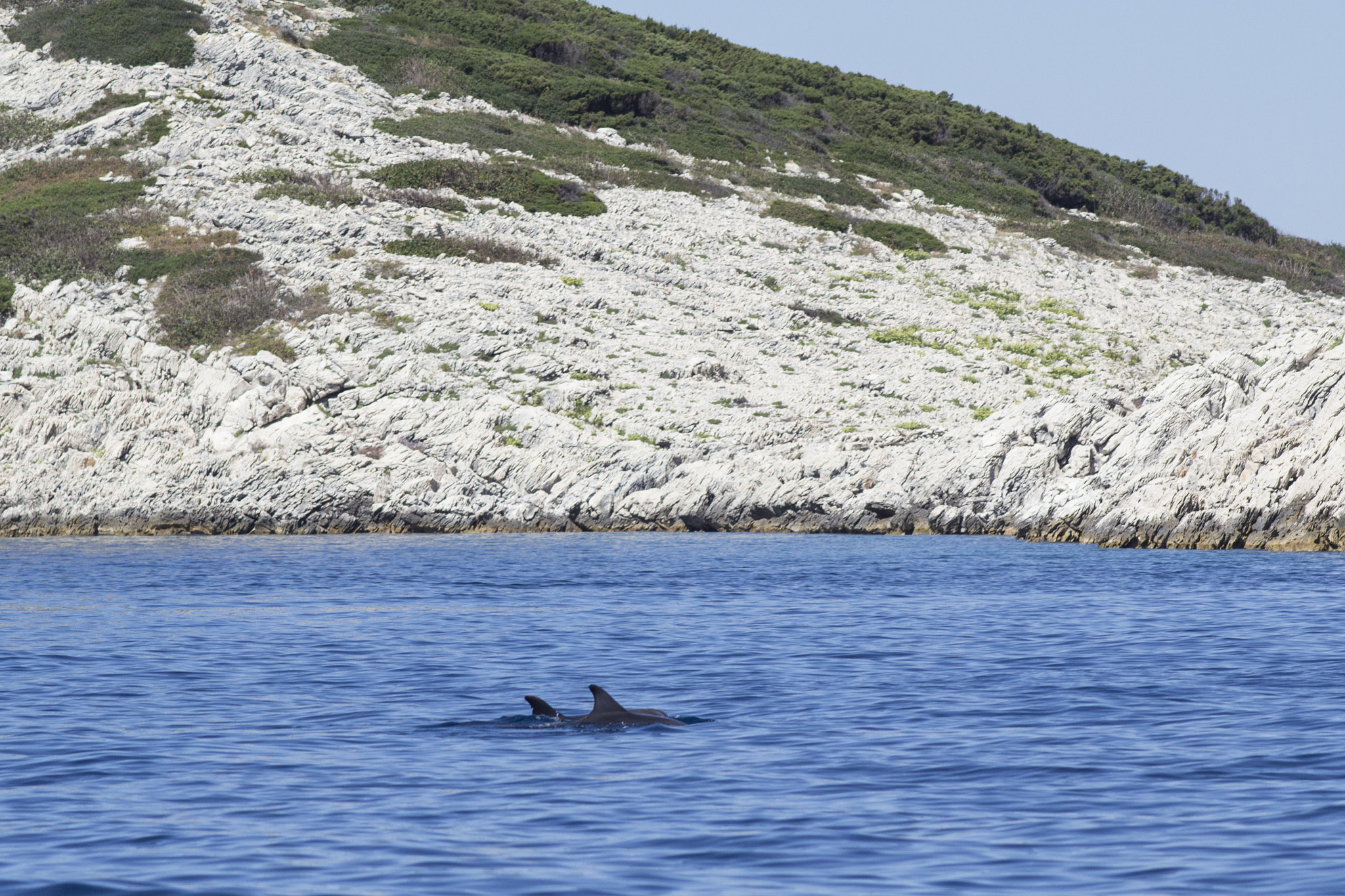 Canon EF 200mm F2.8L II USM sample photo. Dolphins photography