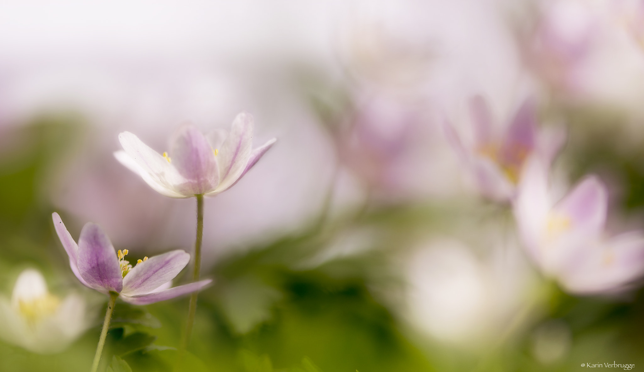 Nikon AF-S Micro-Nikkor 105mm F2.8G IF-ED VR sample photo. Spring softness photography
