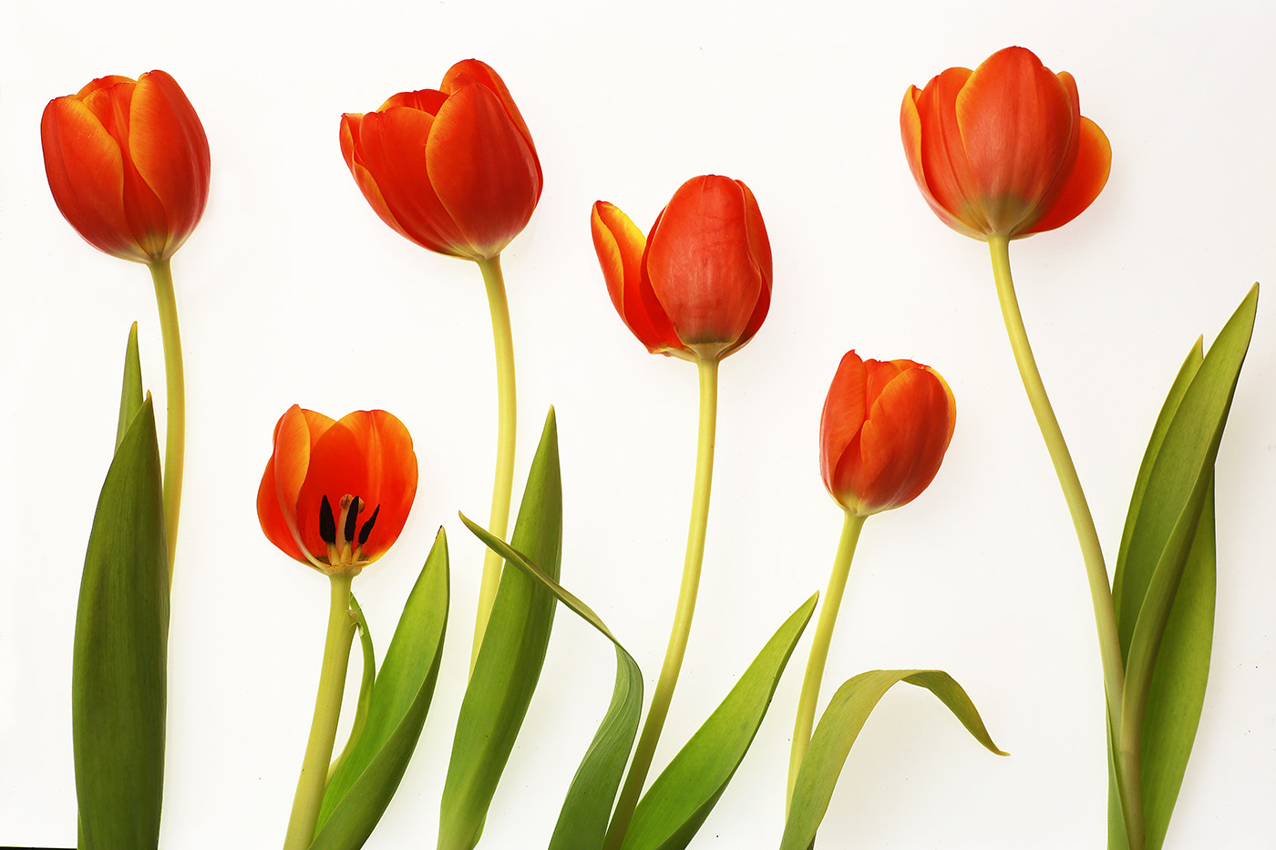 Canon EOS 6D sample photo. Six tulips photography