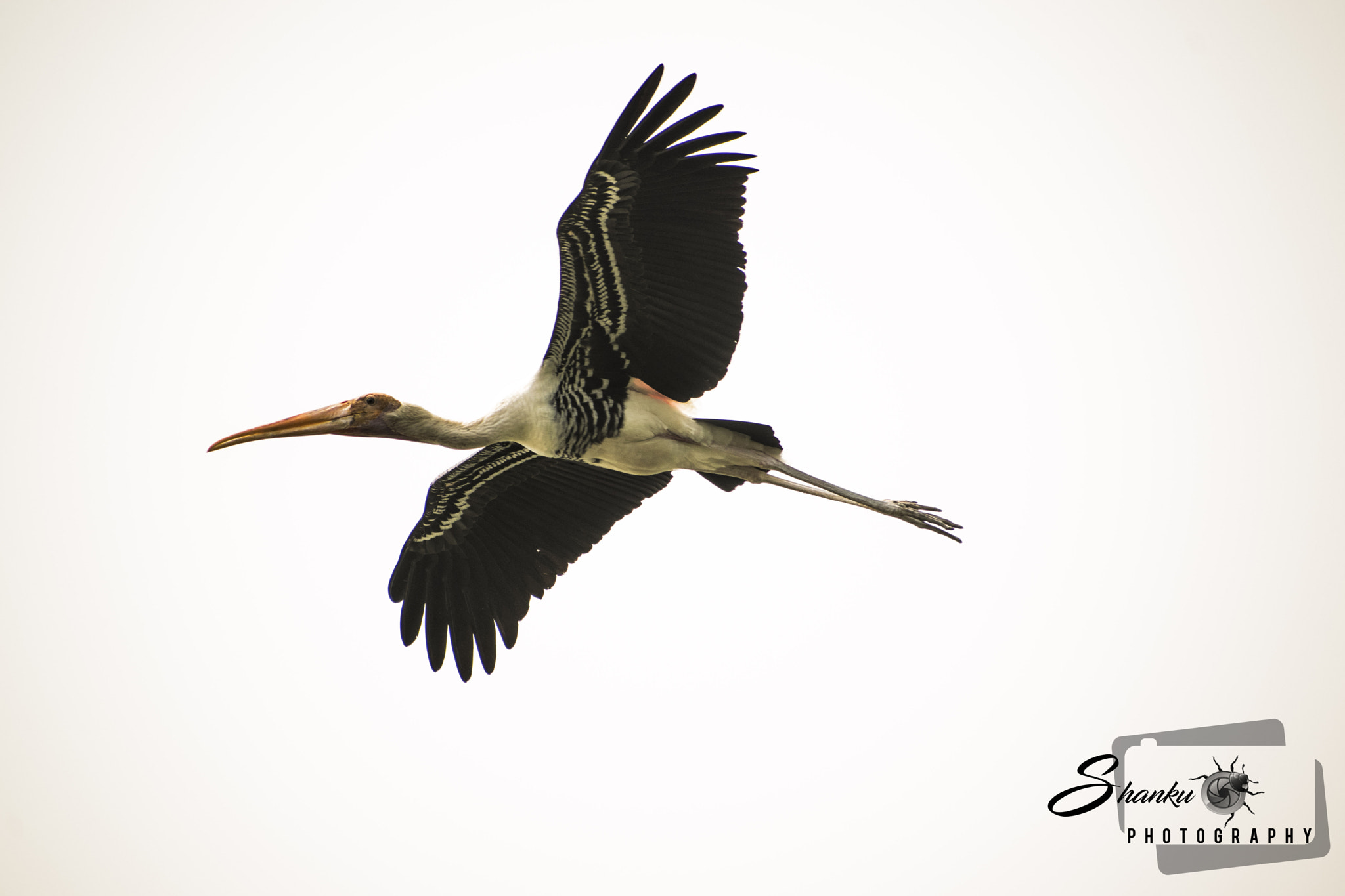 Sigma 70-300mm F4-5.6 DG OS sample photo. Painted stork  photography
