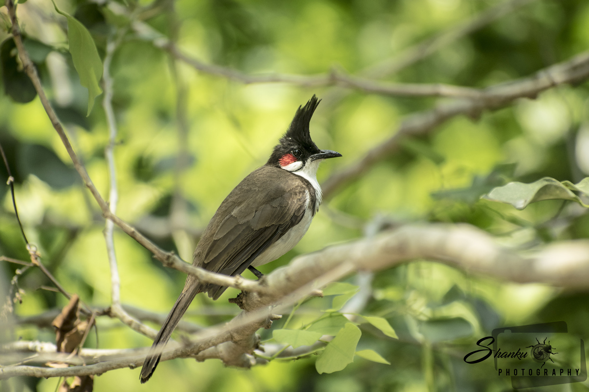 Nikon D5300 + Sigma 70-300mm F4-5.6 DG OS sample photo. Bulbul photography