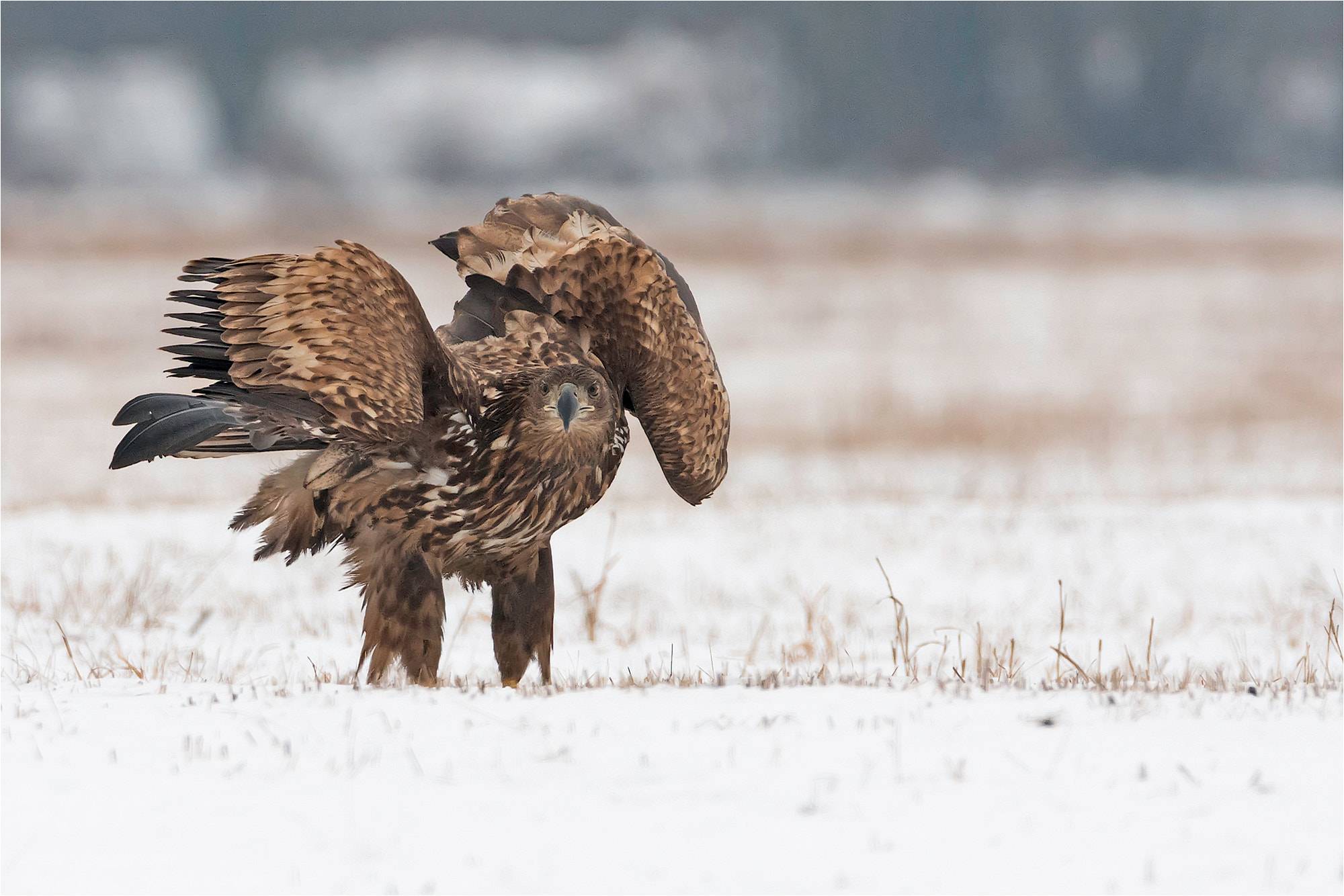 Nikon D7200 + Sigma 50mm F2.8 EX DG Macro sample photo. Ready for take-off! photography