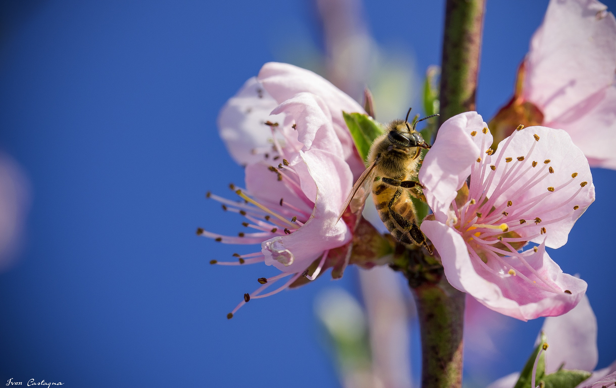 Sigma 105mm F2.8 EX DG OS HSM sample photo. Bee on the flower photography