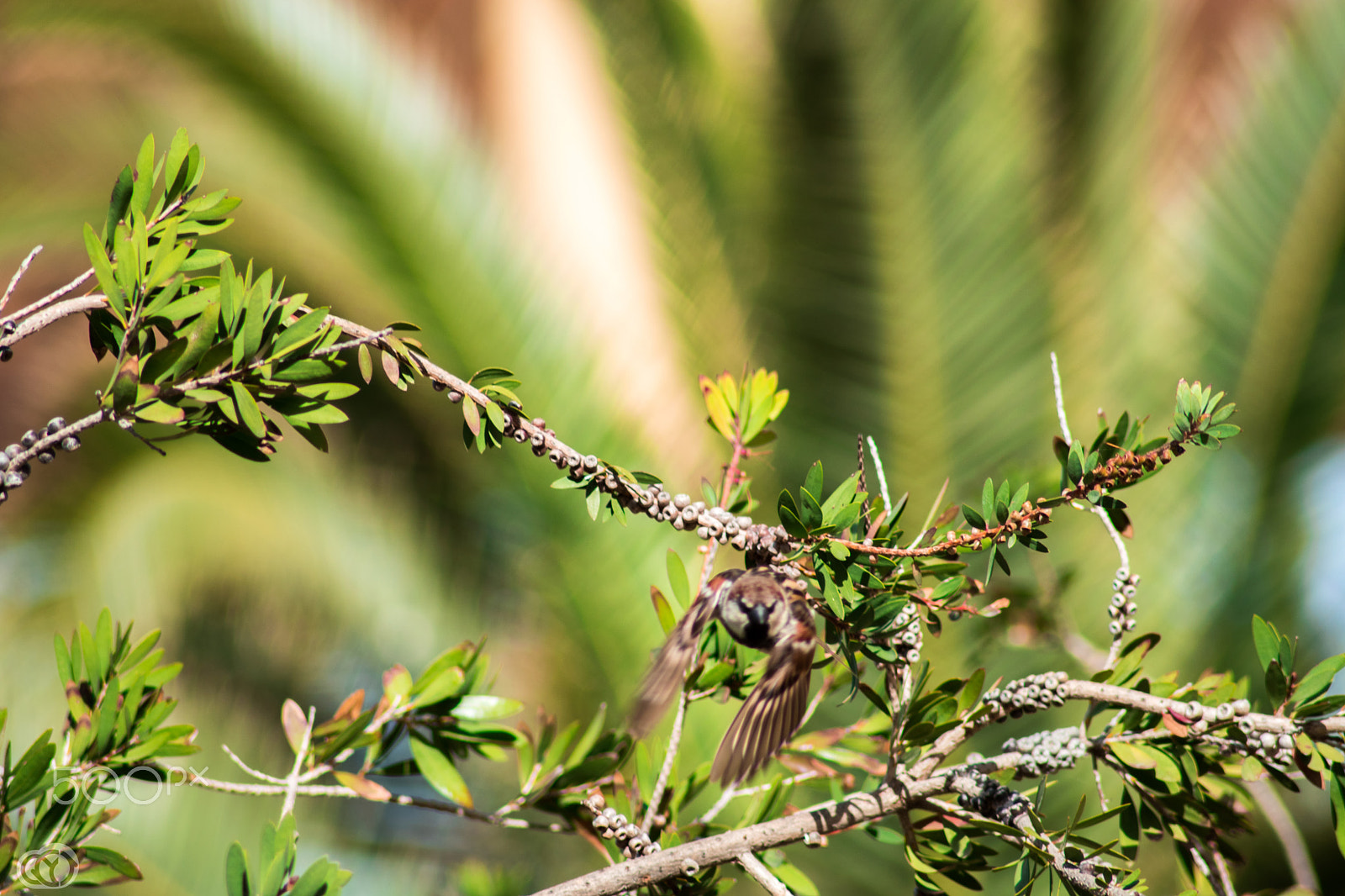 Nikon D5500 sample photo. Pexels photo photography