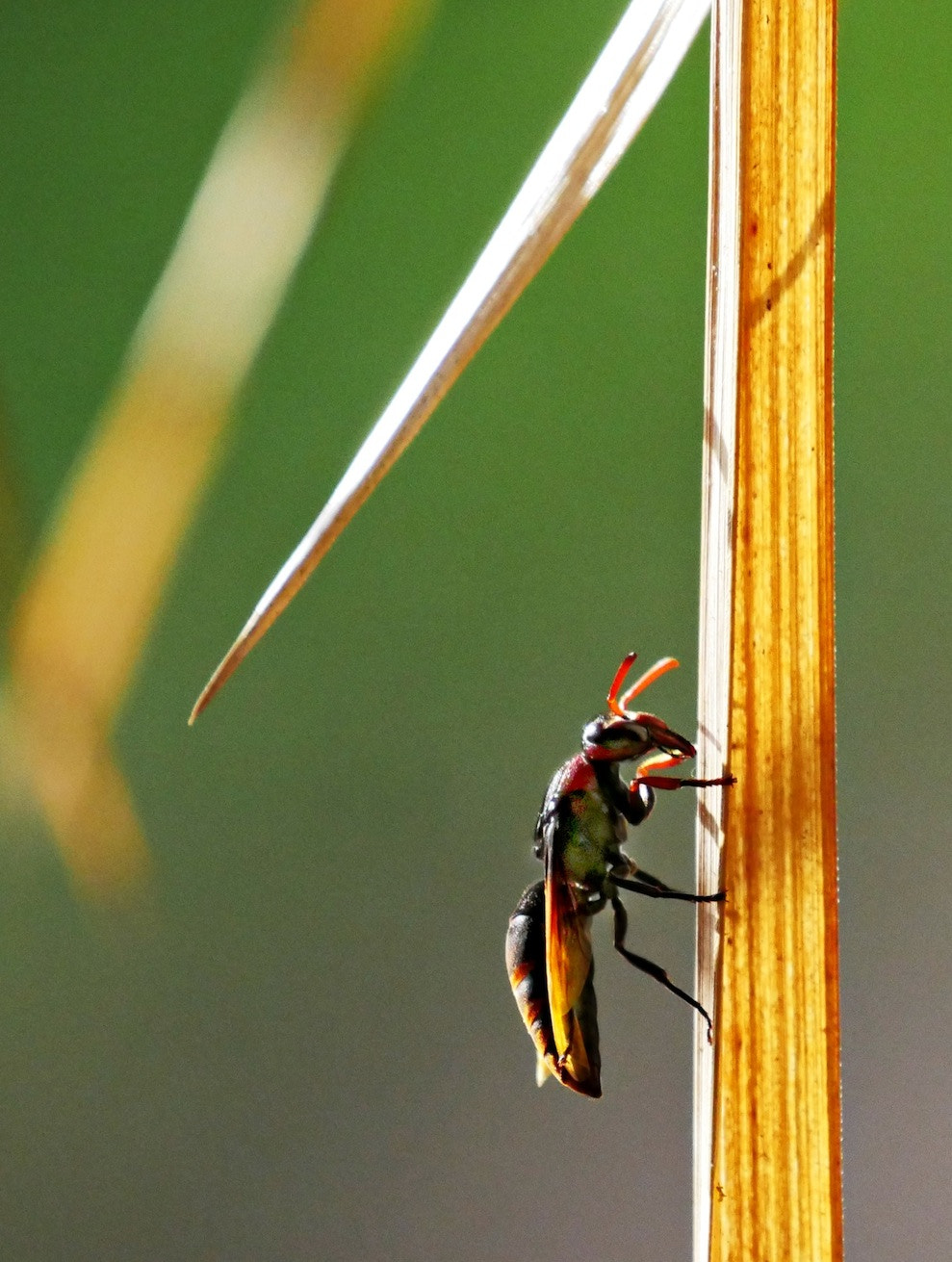 Panasonic Lumix DMC-GH4 + LEICA DG 100-400/F4.0-6.3 sample photo. Bug1 photography