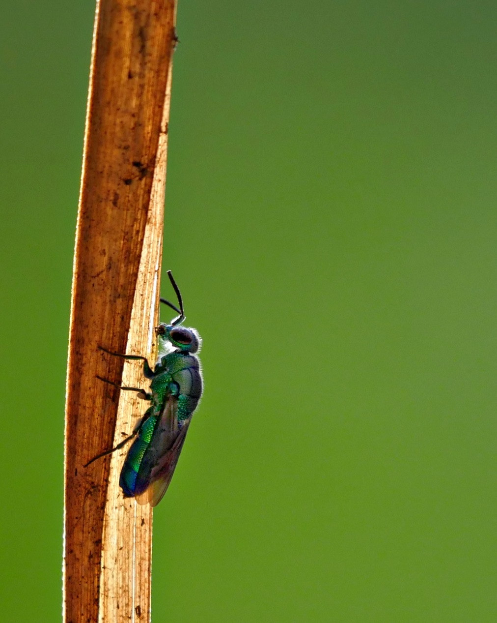 Panasonic Lumix DMC-GH4 + LEICA DG 100-400/F4.0-6.3 sample photo. Bug 2 photography