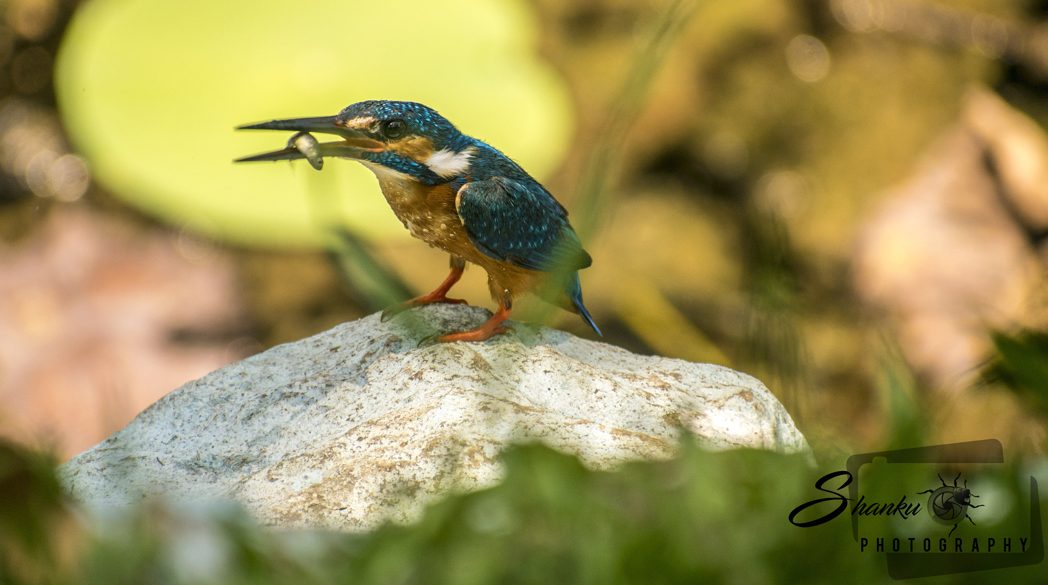 Nikon D5300 + Sigma 70-300mm F4-5.6 DG OS sample photo. Common kingfisher photography