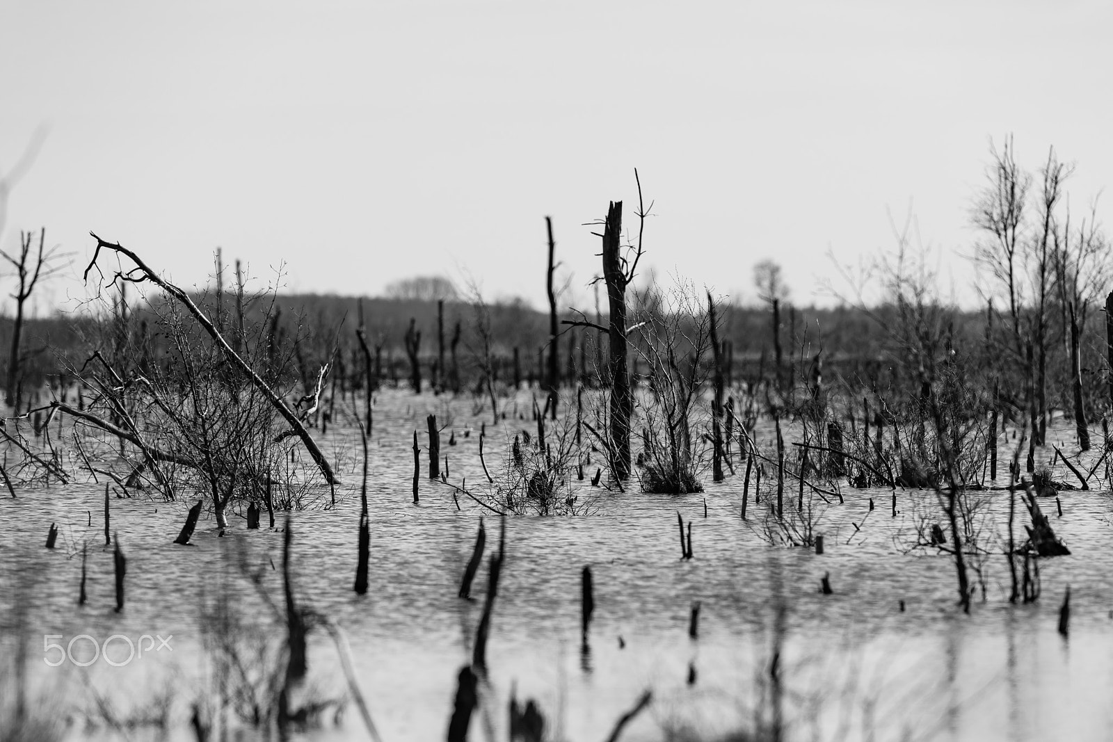 Nikon AF-S Nikkor 300mm F2.8G ED VR II sample photo. Moorlandschaft photography