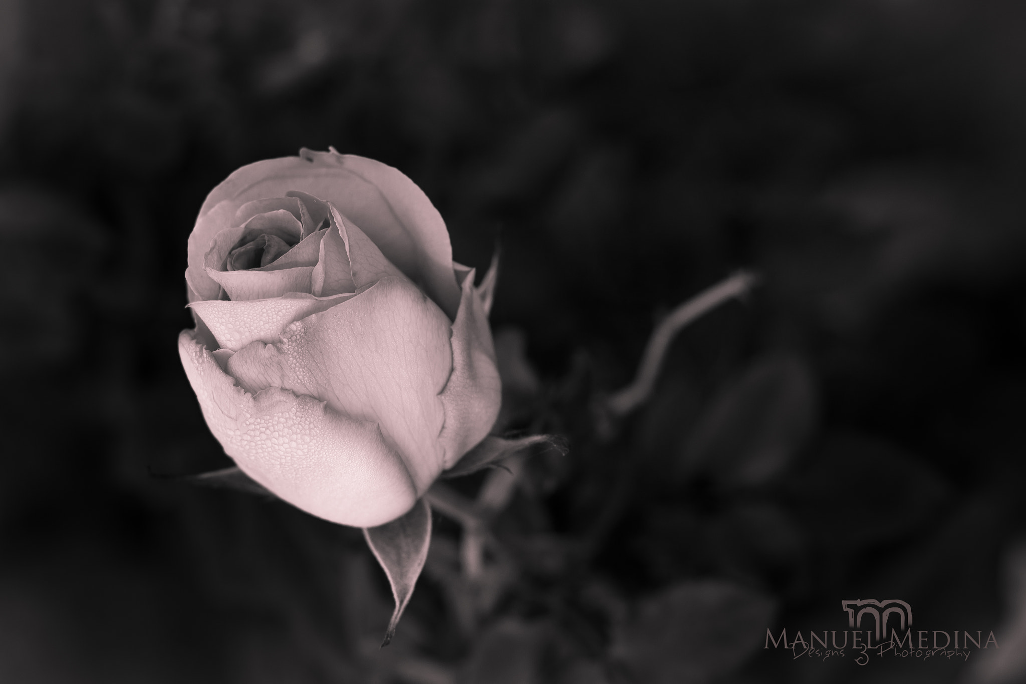 Canon EOS 1100D (EOS Rebel T3 / EOS Kiss X50) + Canon EF 50mm F1.8 II sample photo. Simple pero... photography