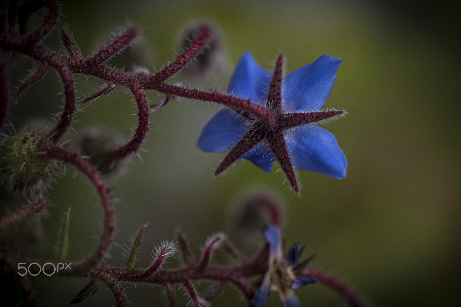 Sigma 105mm F2.8 EX DG OS HSM sample photo. Season beauties photography