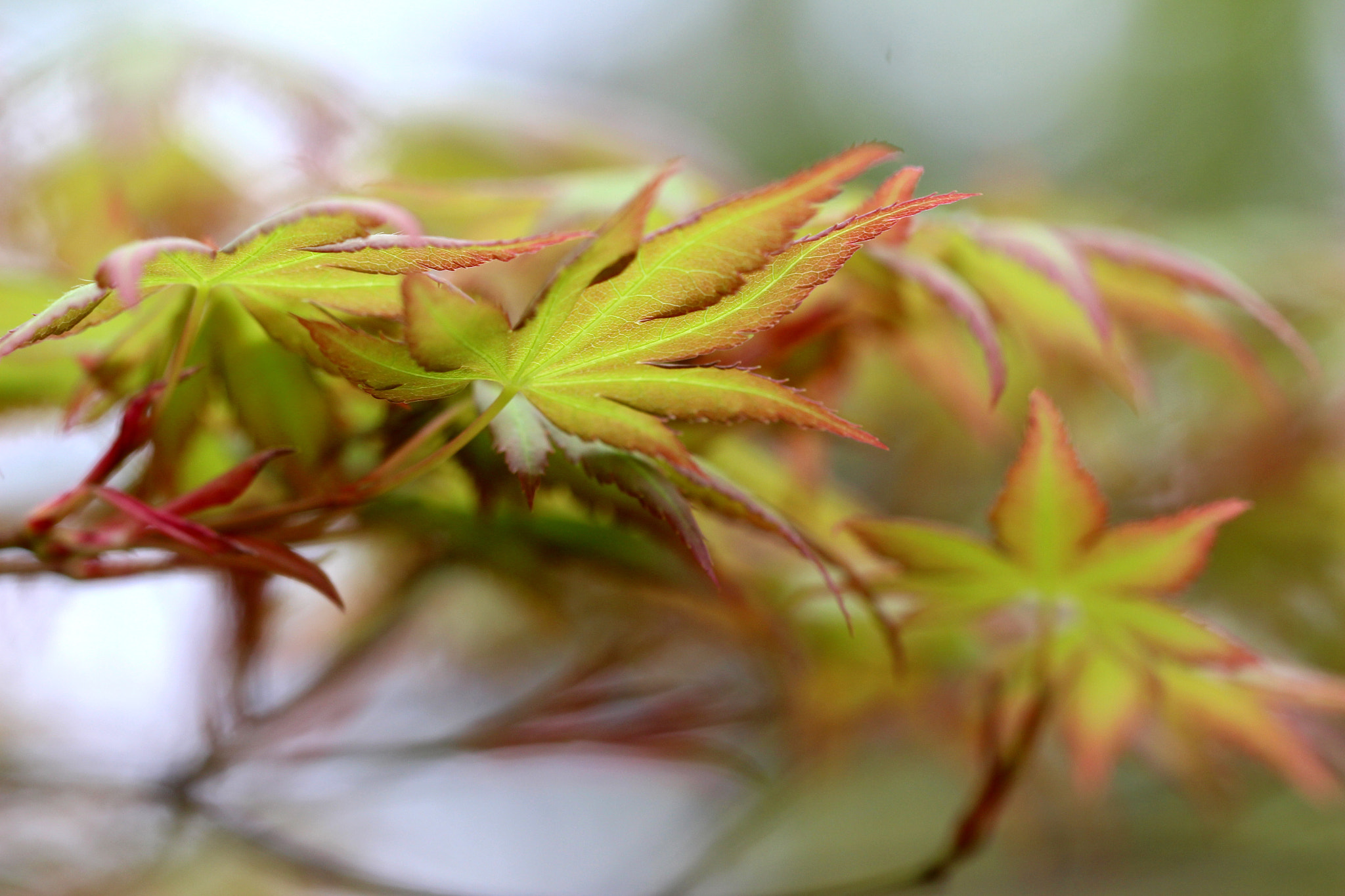 Canon EF 100mm F2.8L Macro IS USM sample photo. Sin titulo photography