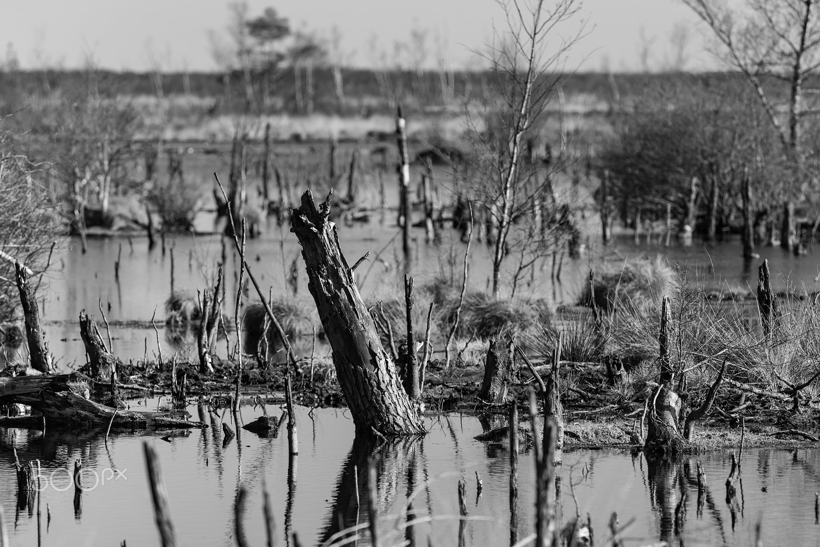 Nikon AF-S Nikkor 300mm F2.8G ED VR II sample photo. Moorlandschaft photography