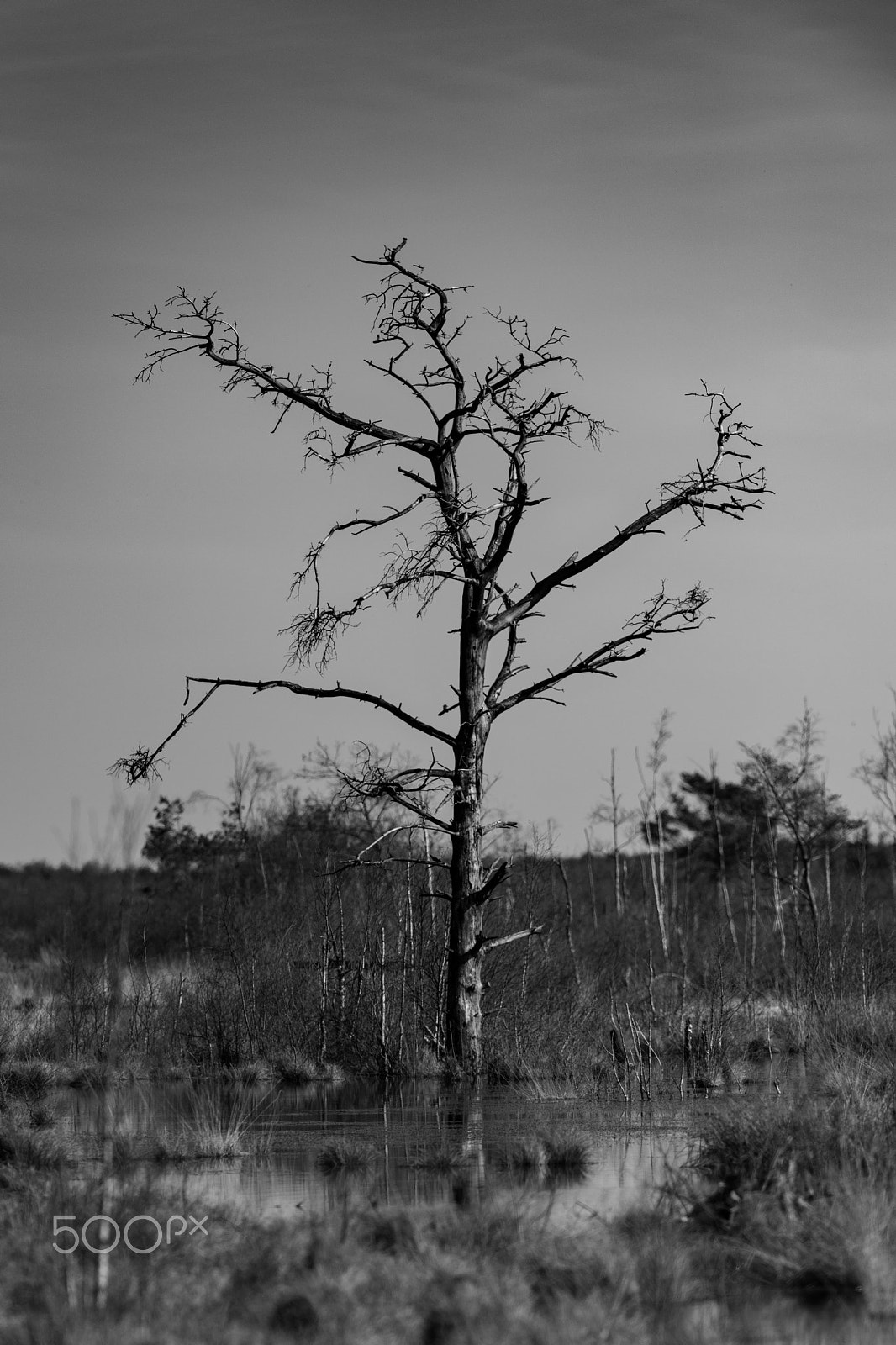 Nikon AF-S Nikkor 300mm F2.8G ED VR II sample photo. Moorlandschaft photography